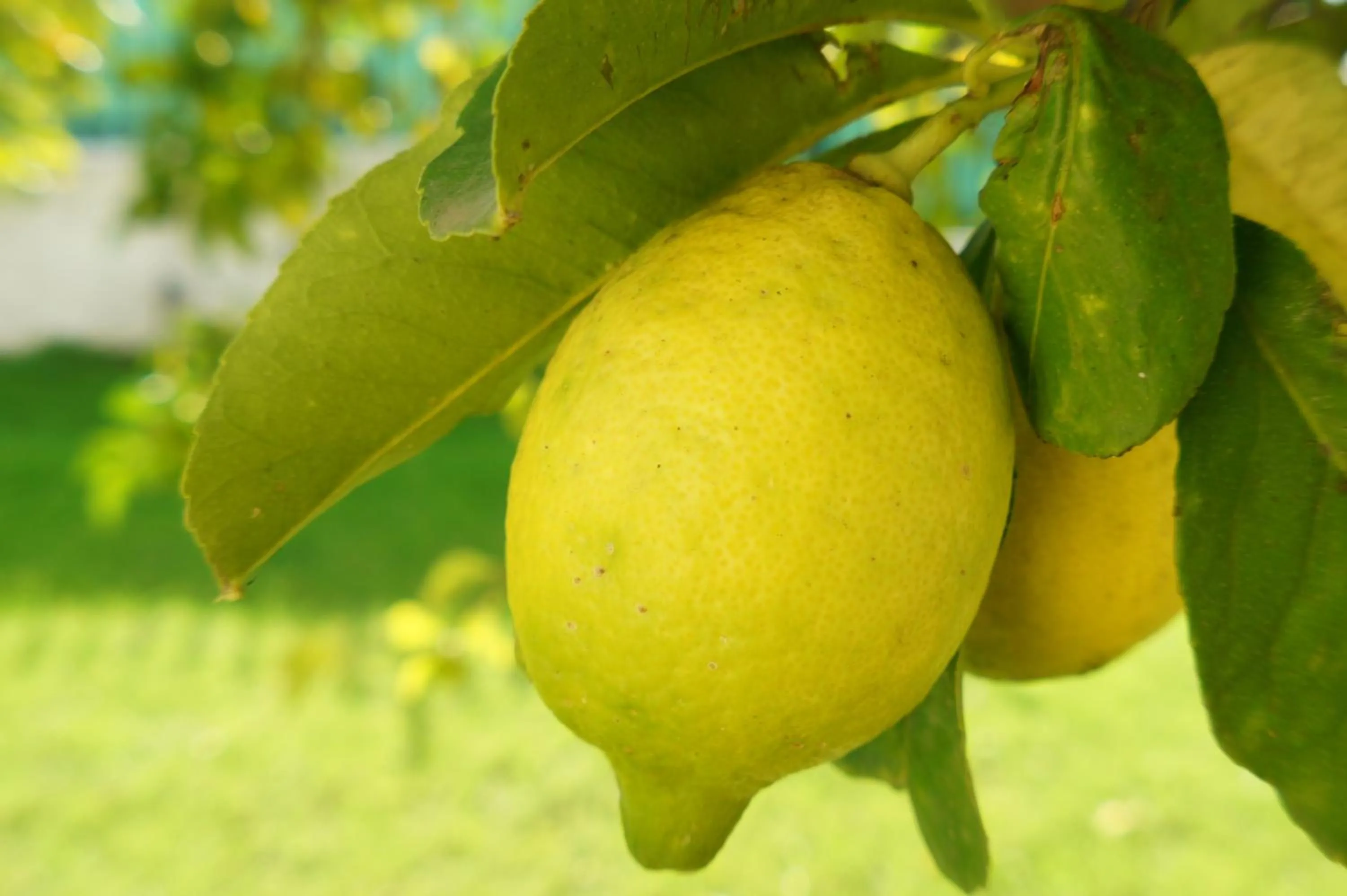 Garden view in Bed and Breakfast Angolo Fiorito
