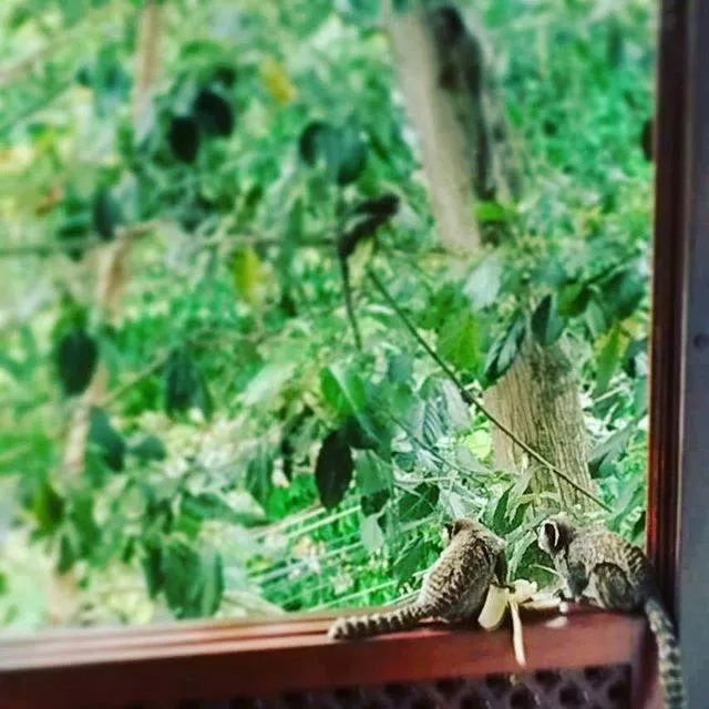 Garden in Les Jardins de Rio Boutique Hotel