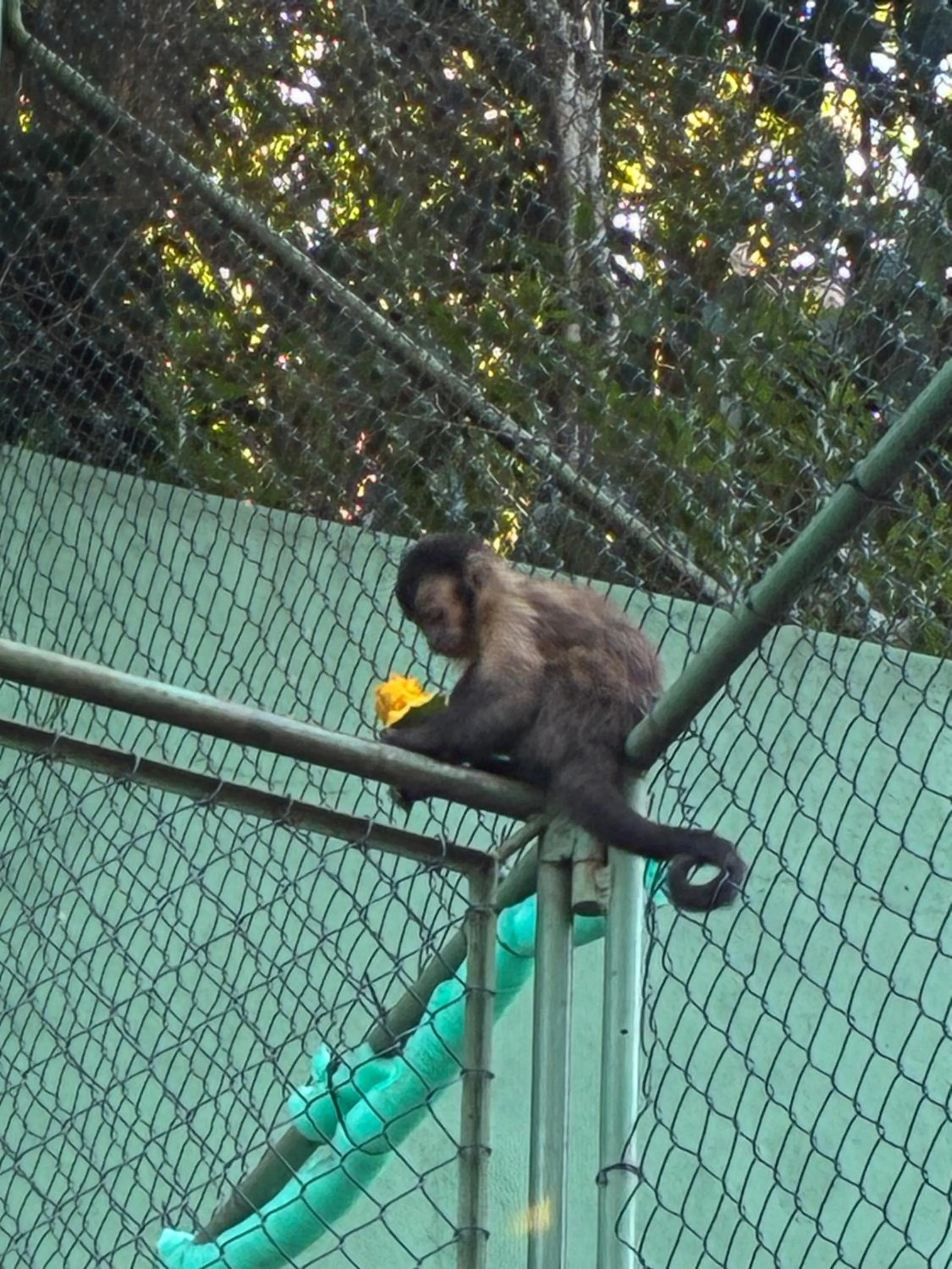 Animals in Les Jardins de Rio Boutique Hotel