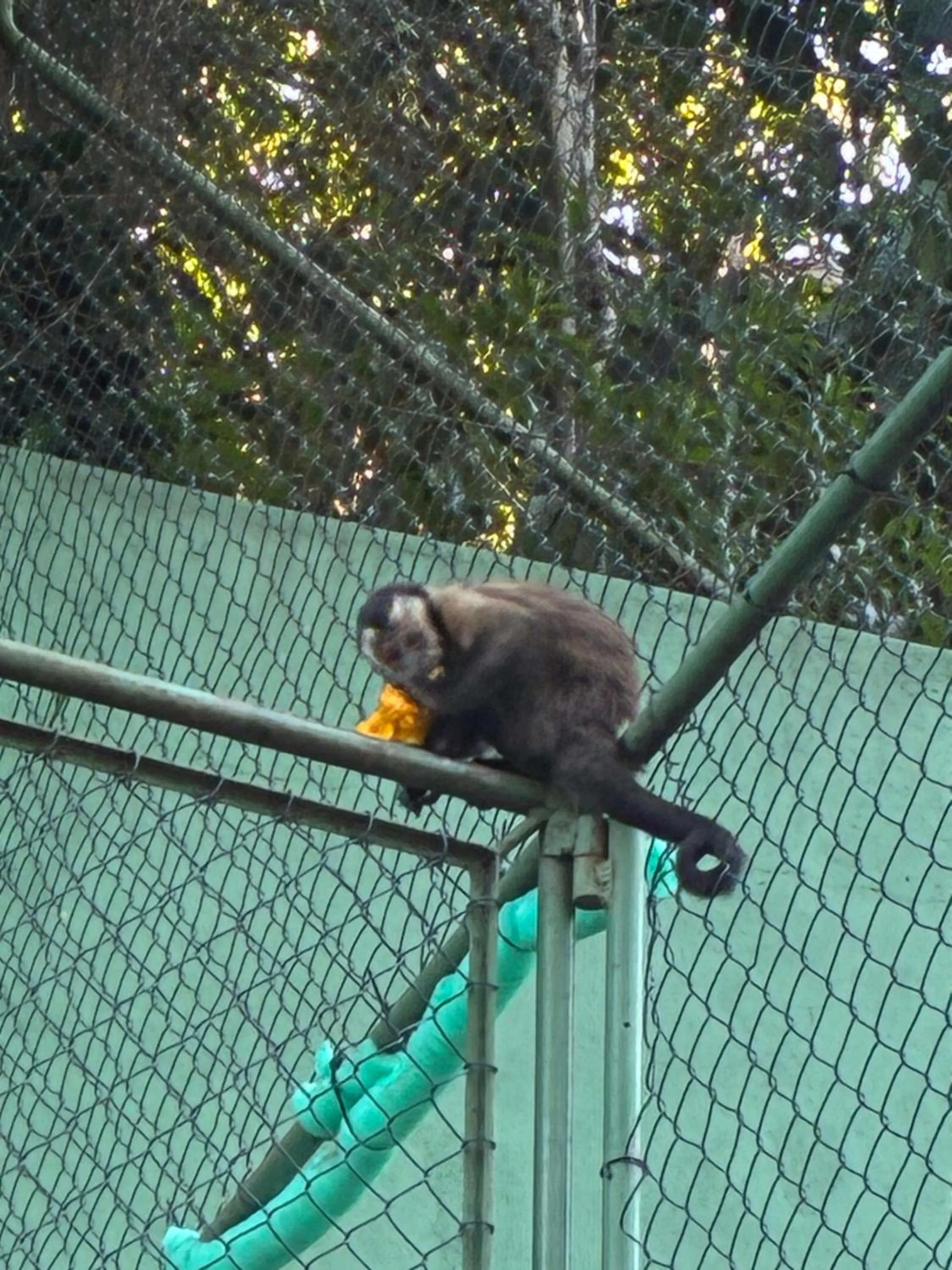 Animals in Les Jardins de Rio Boutique Hotel