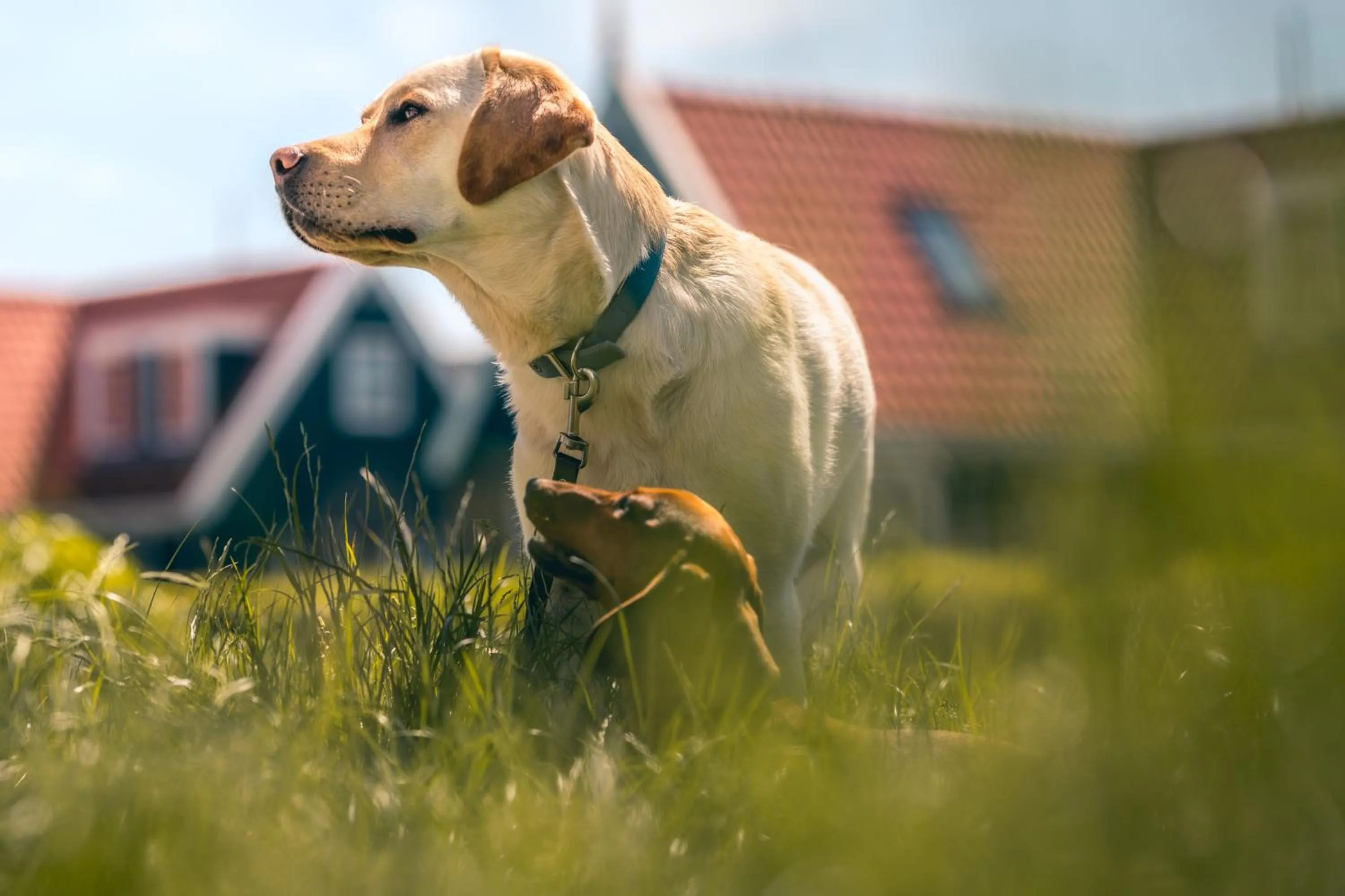 Day in De Beemster | Holiday park near Amsterdam