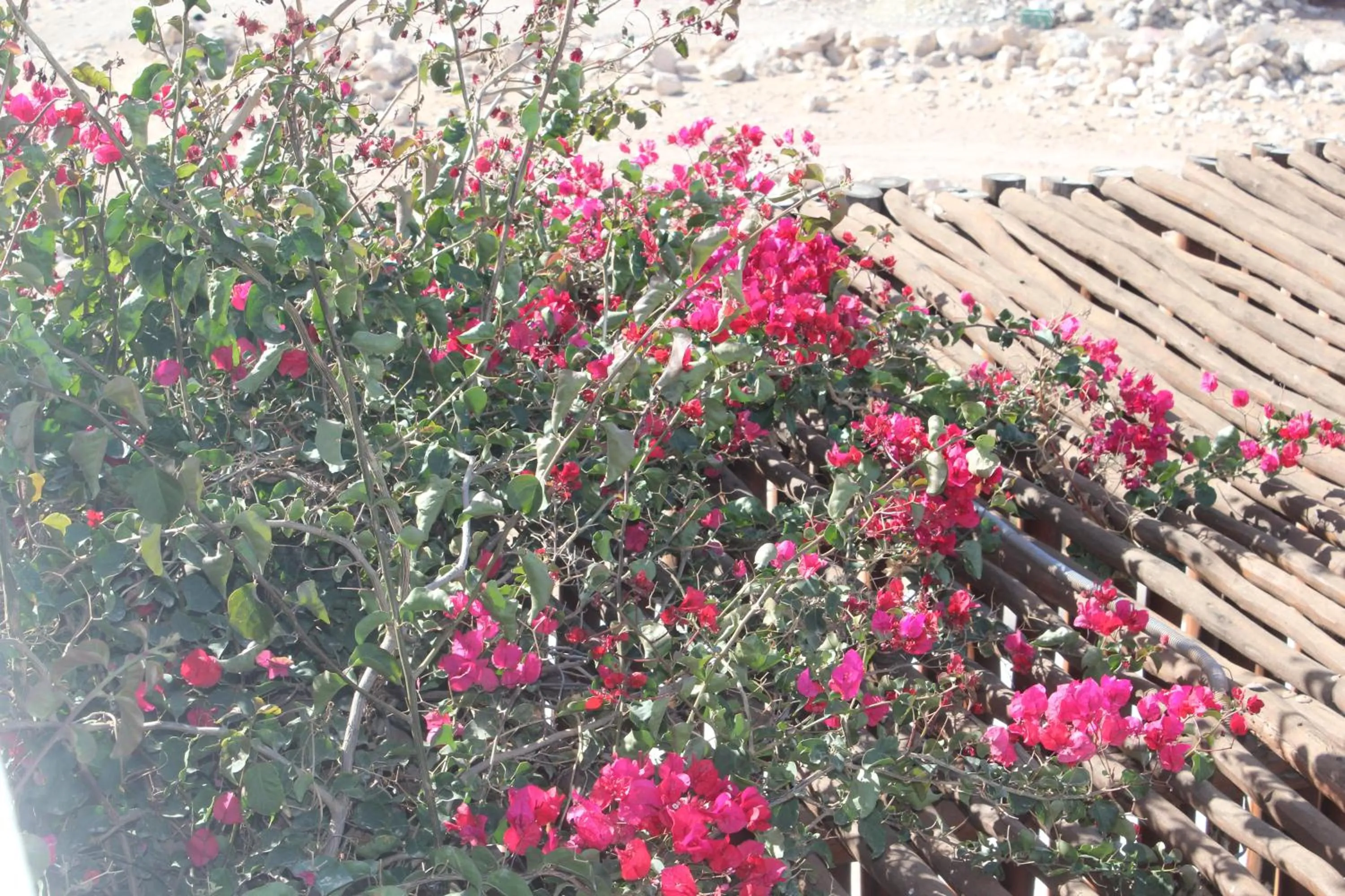 La Maison des Vagues