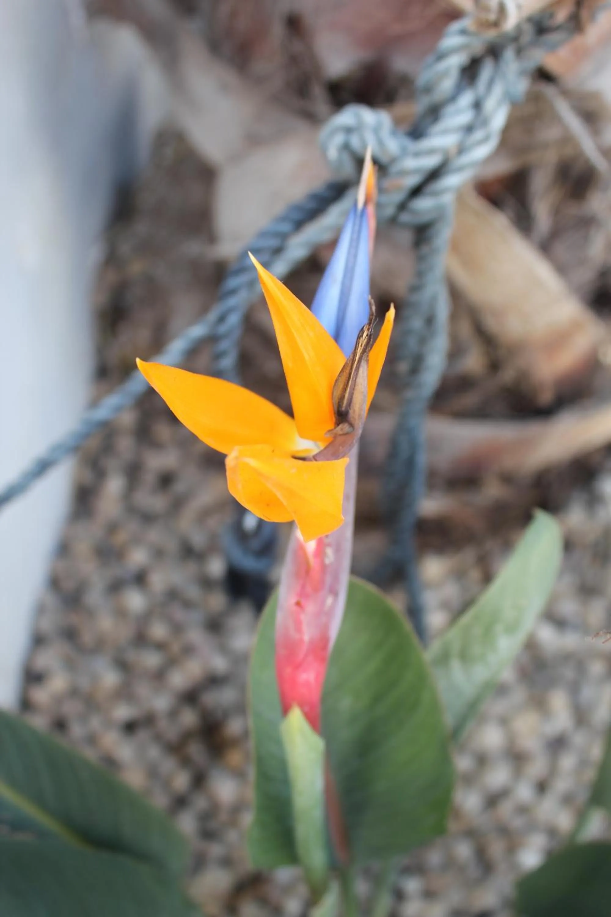 La Maison des Vagues