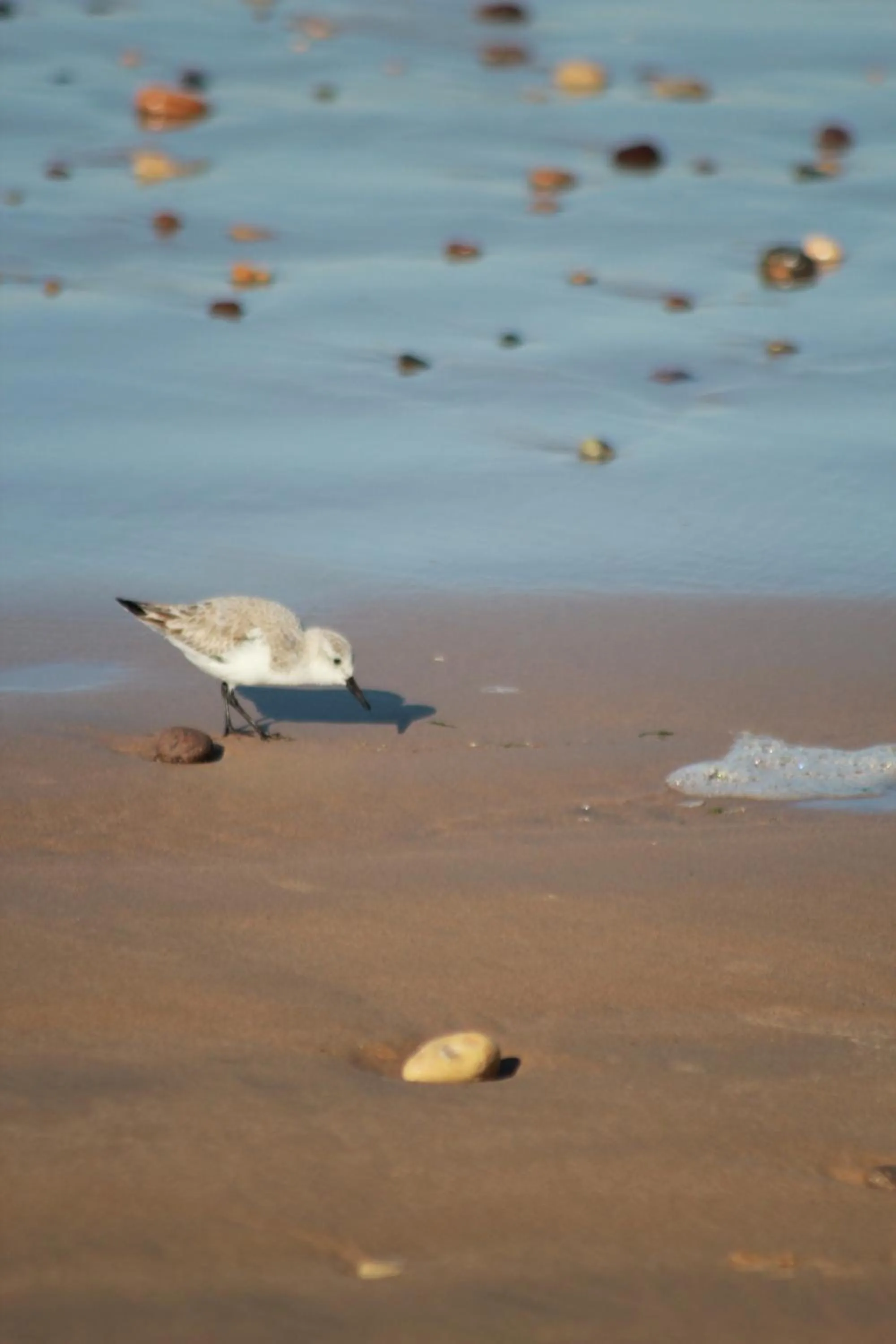 Beach in La Maison des Vagues