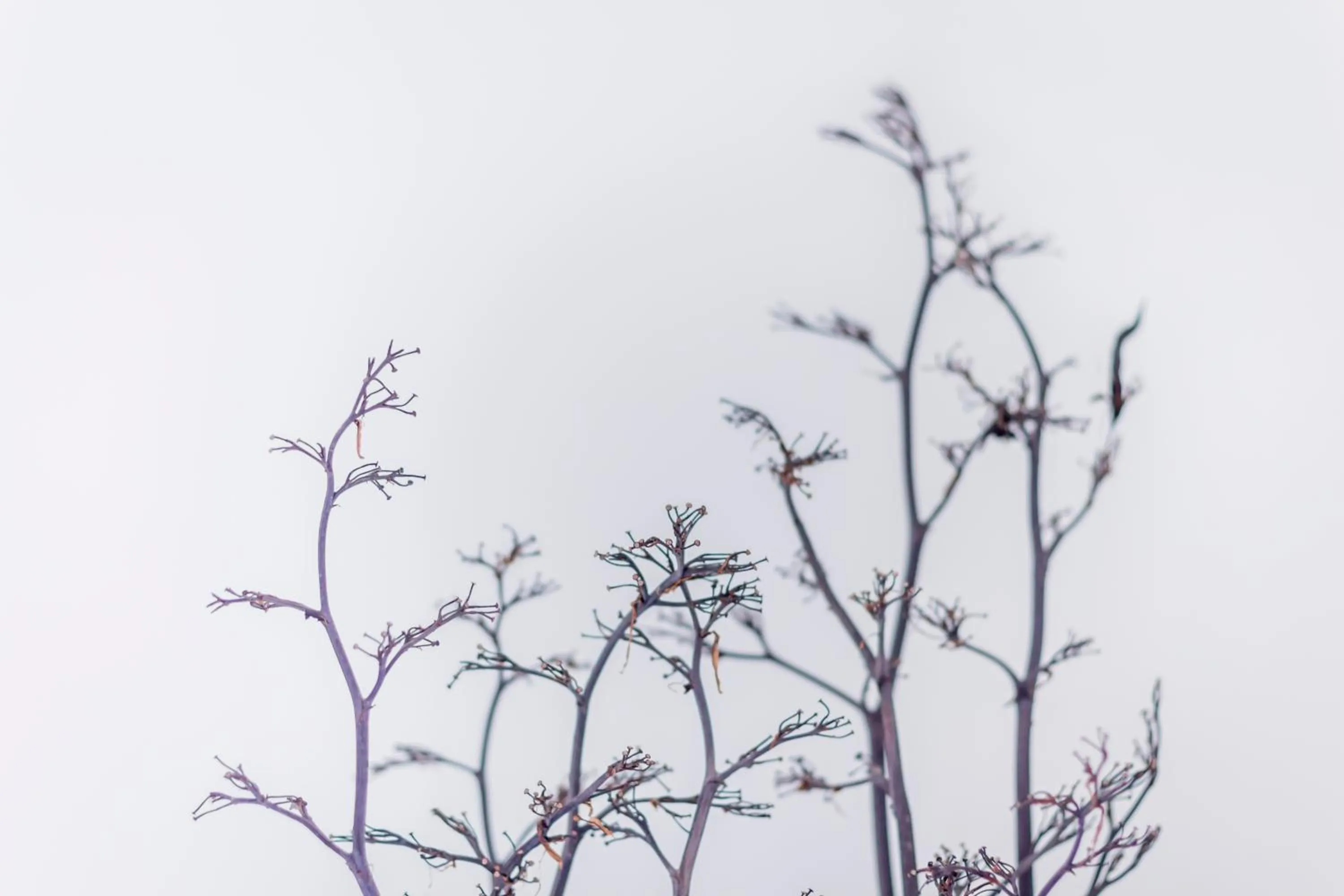 Decorative detail in Mandarinoarancio