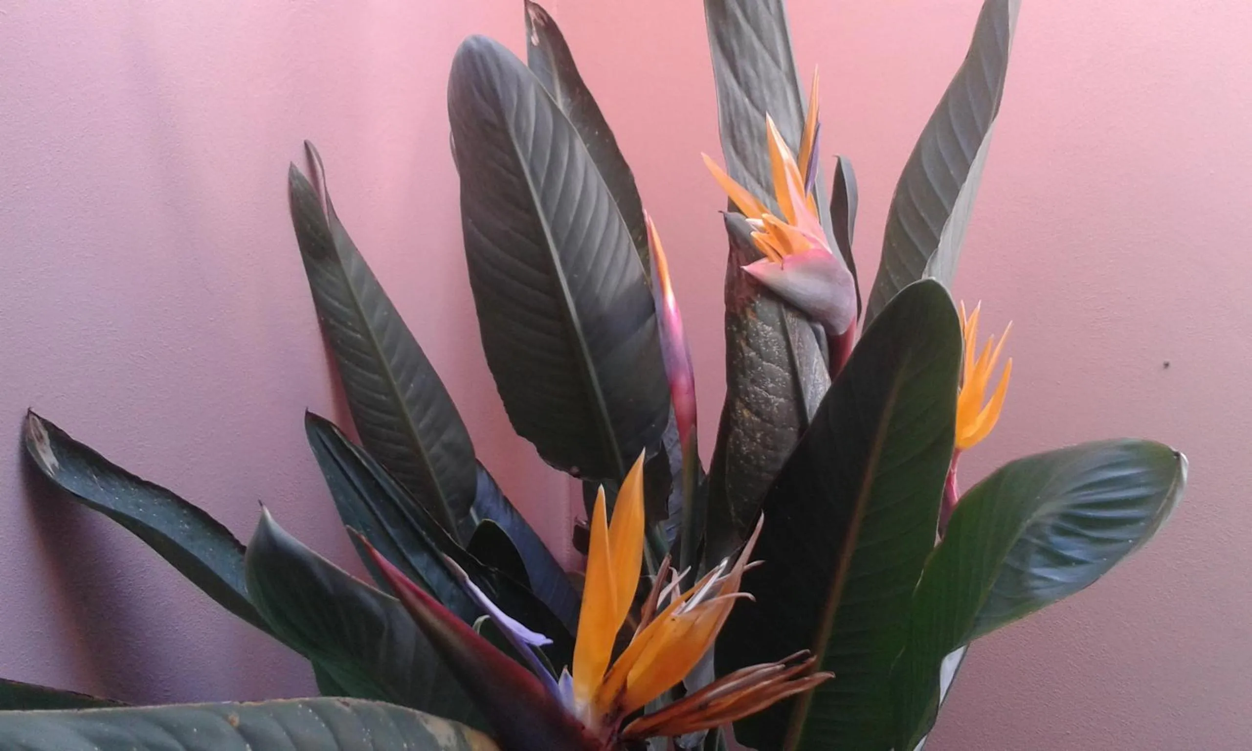 Balcony/Terrace in La Dolce Vista - B&B di Charme