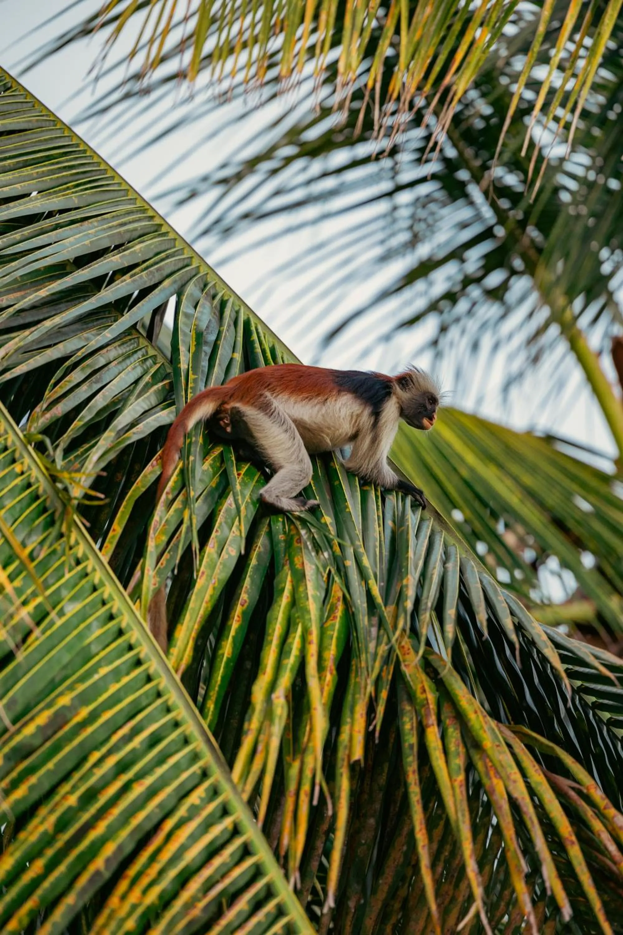 Day in Mayai Ocean Resort