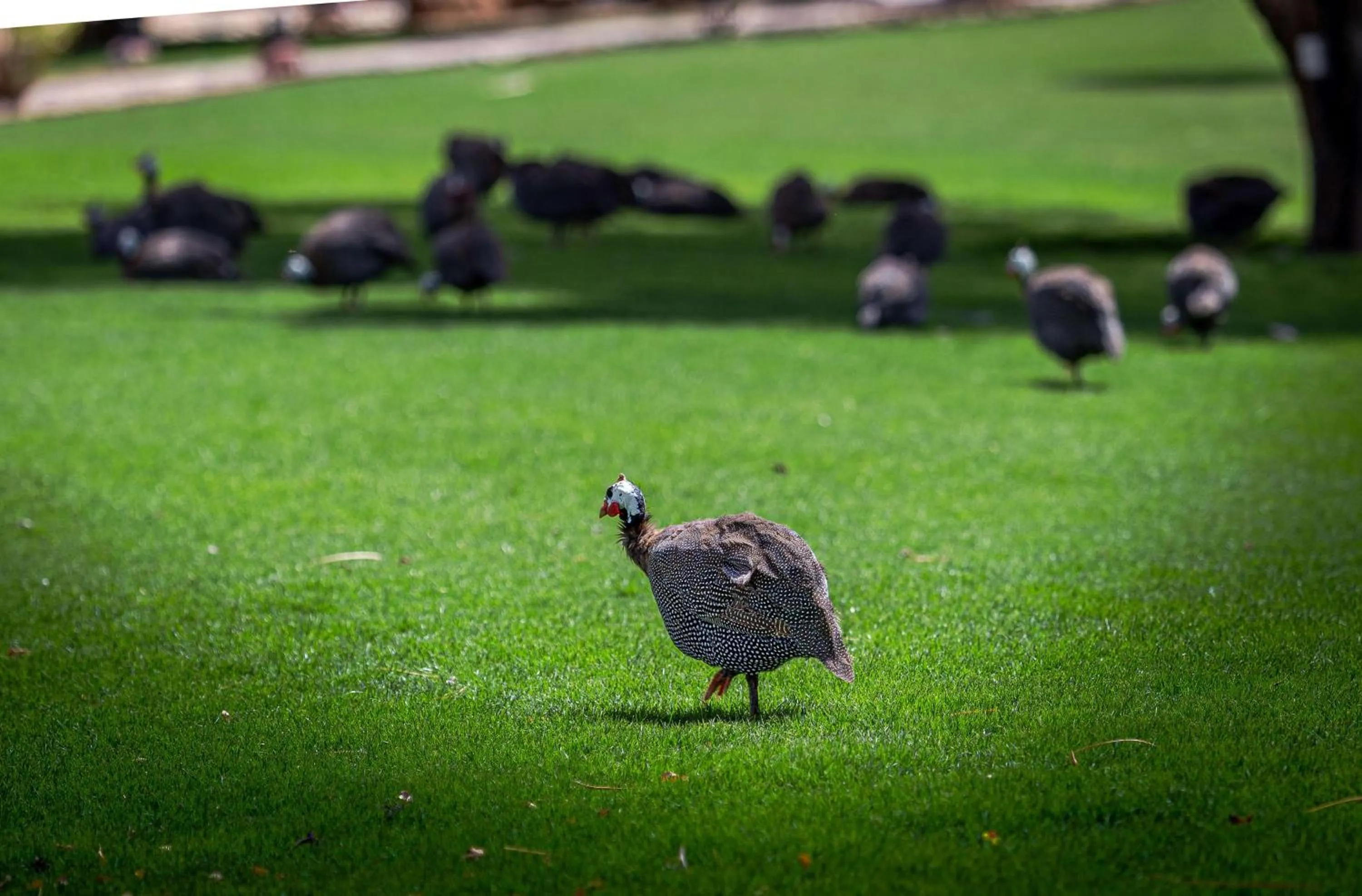 Nearby landmark in Nofa Riyadh, A Radisson Collection Resort