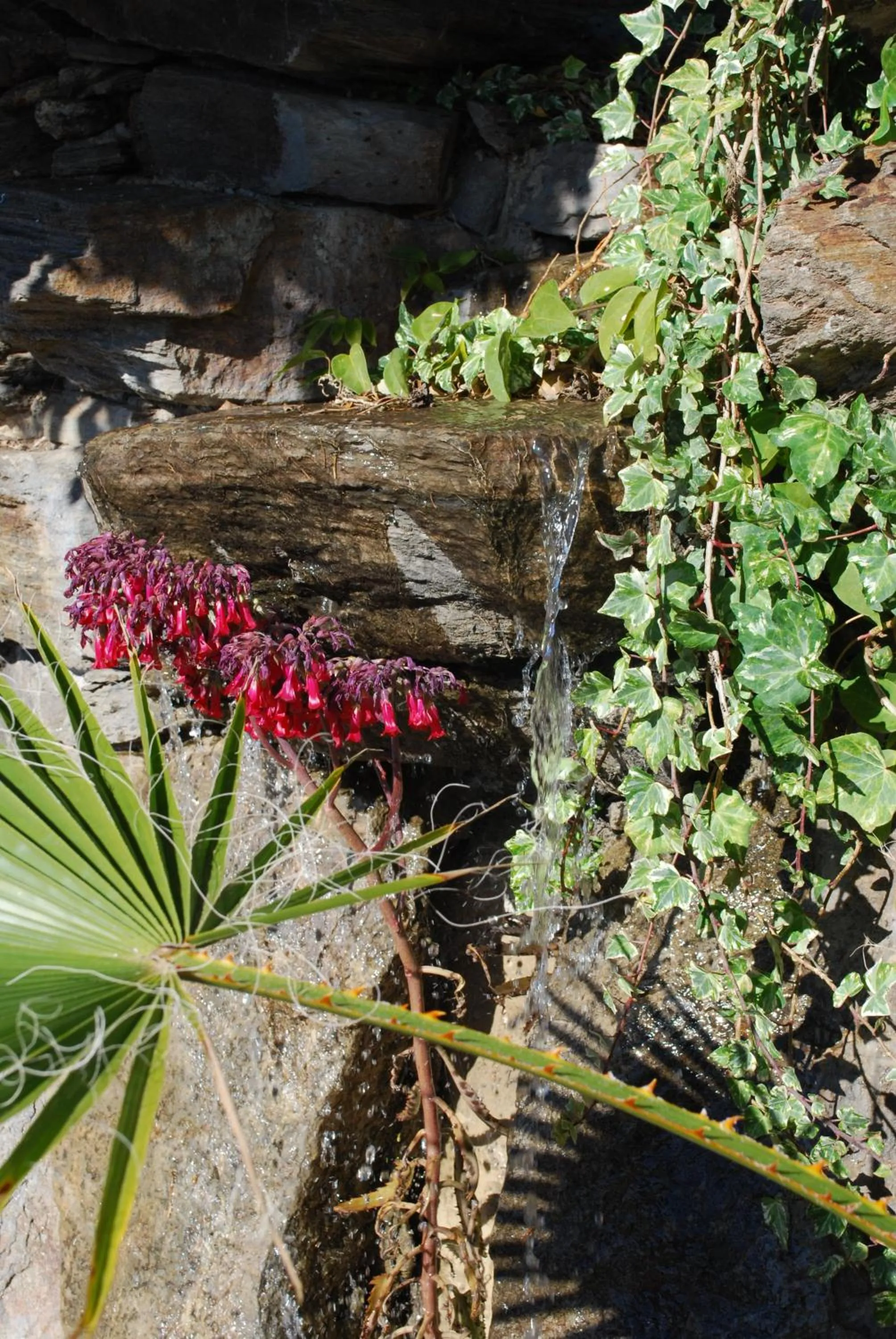 Garden in La Casa del Burro