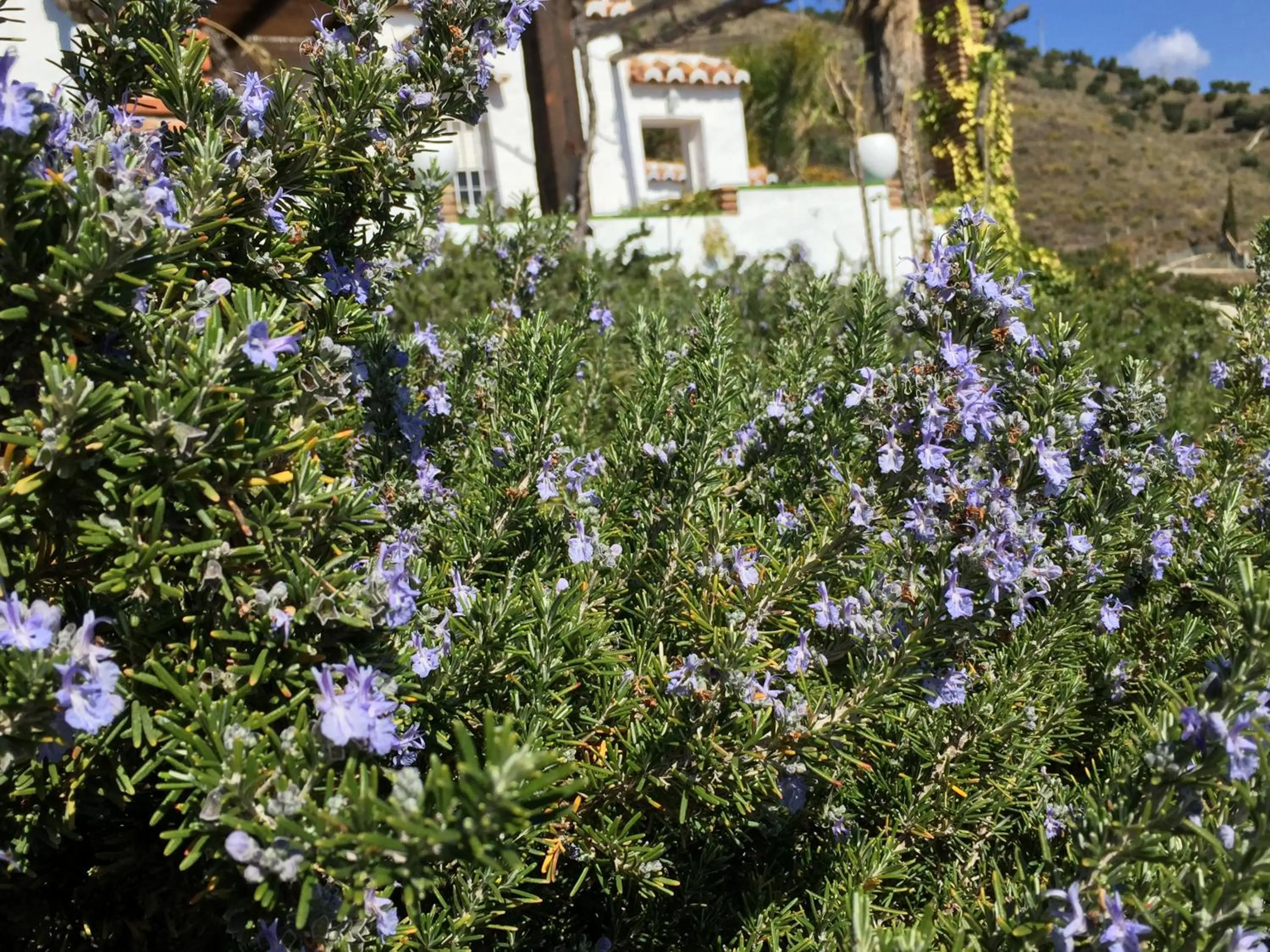 Garden in La Casa del Burro