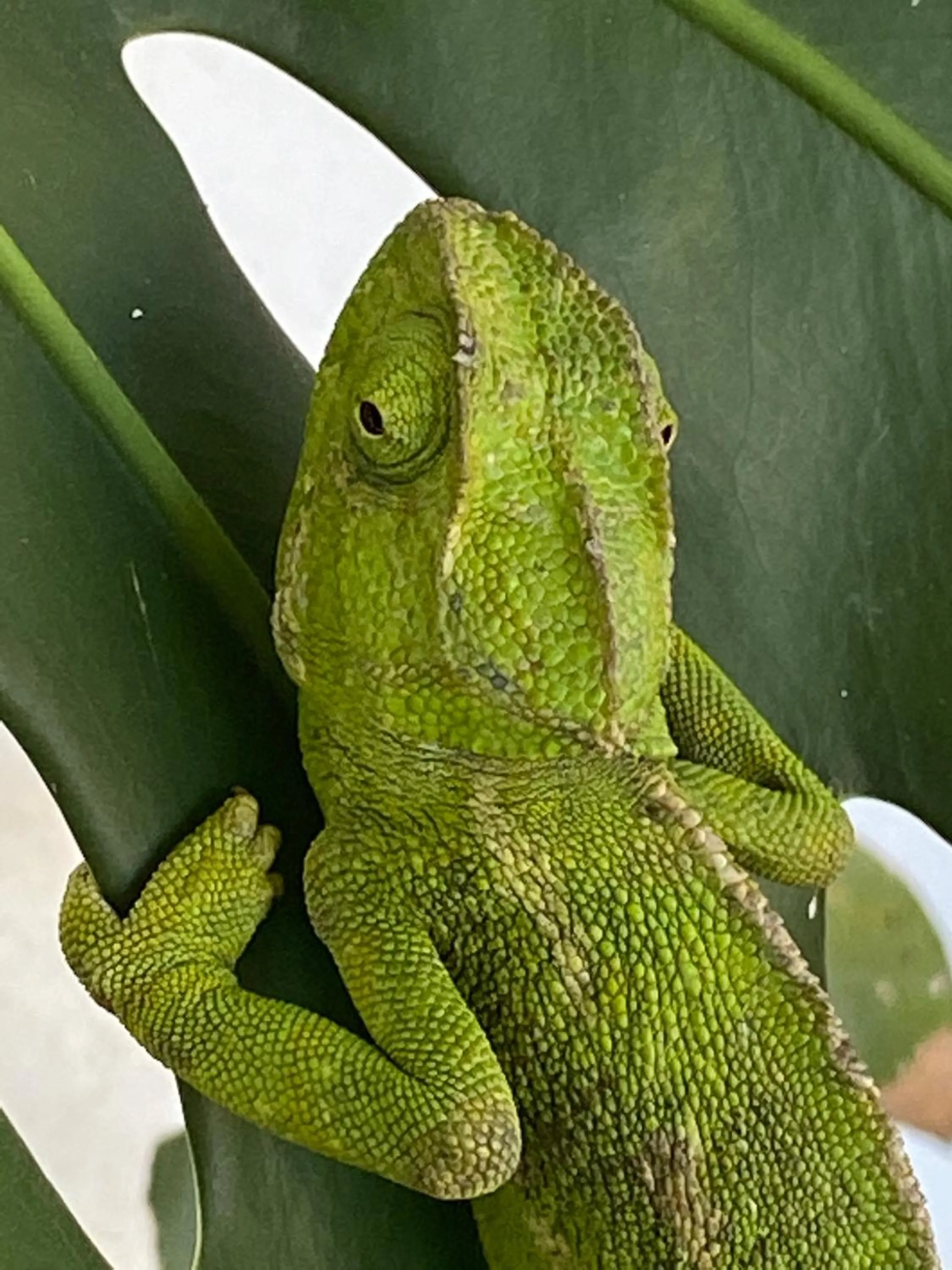 Animals in La Casa del Burro