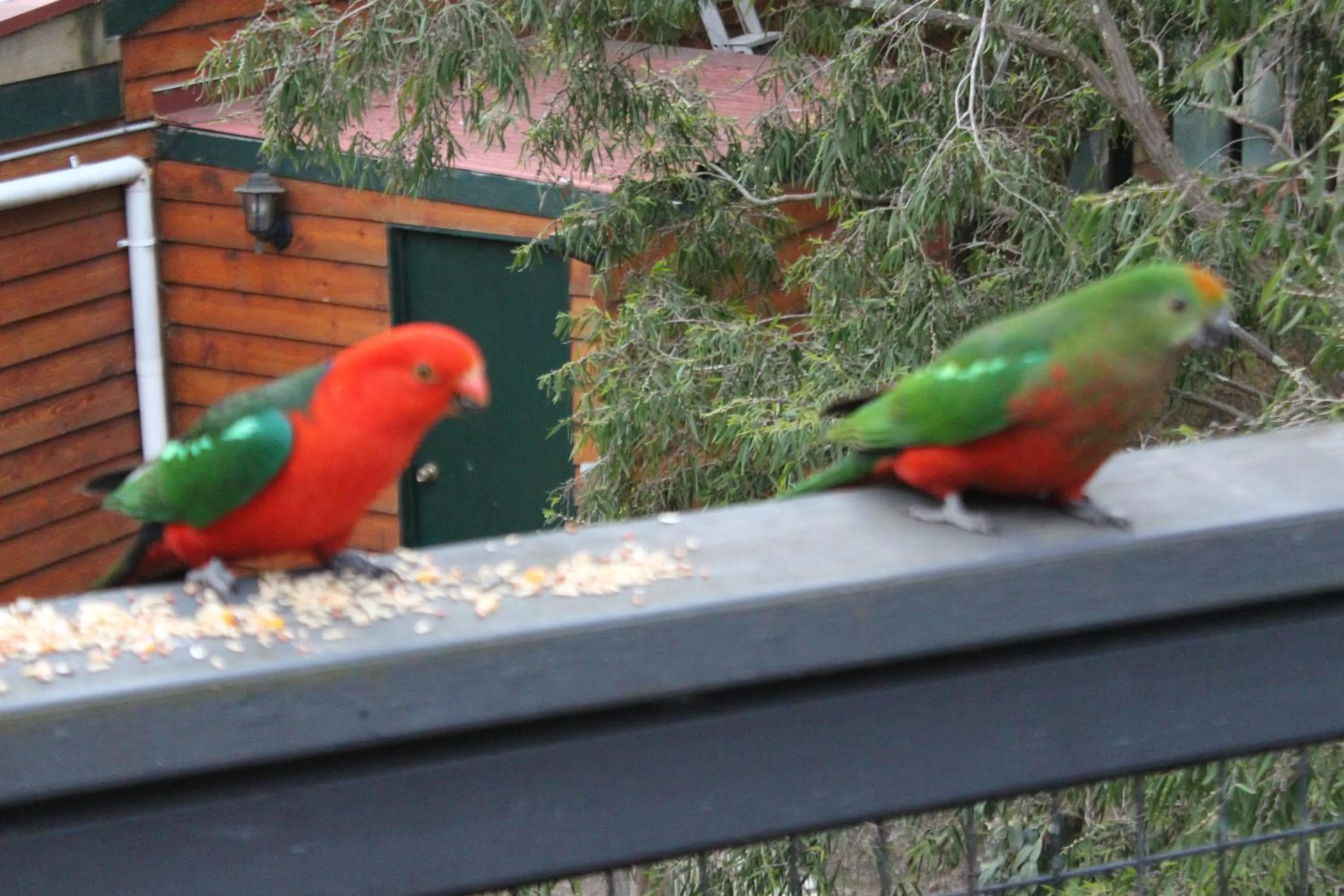 Garden in Bells Estate Great Ocean Road Cottages