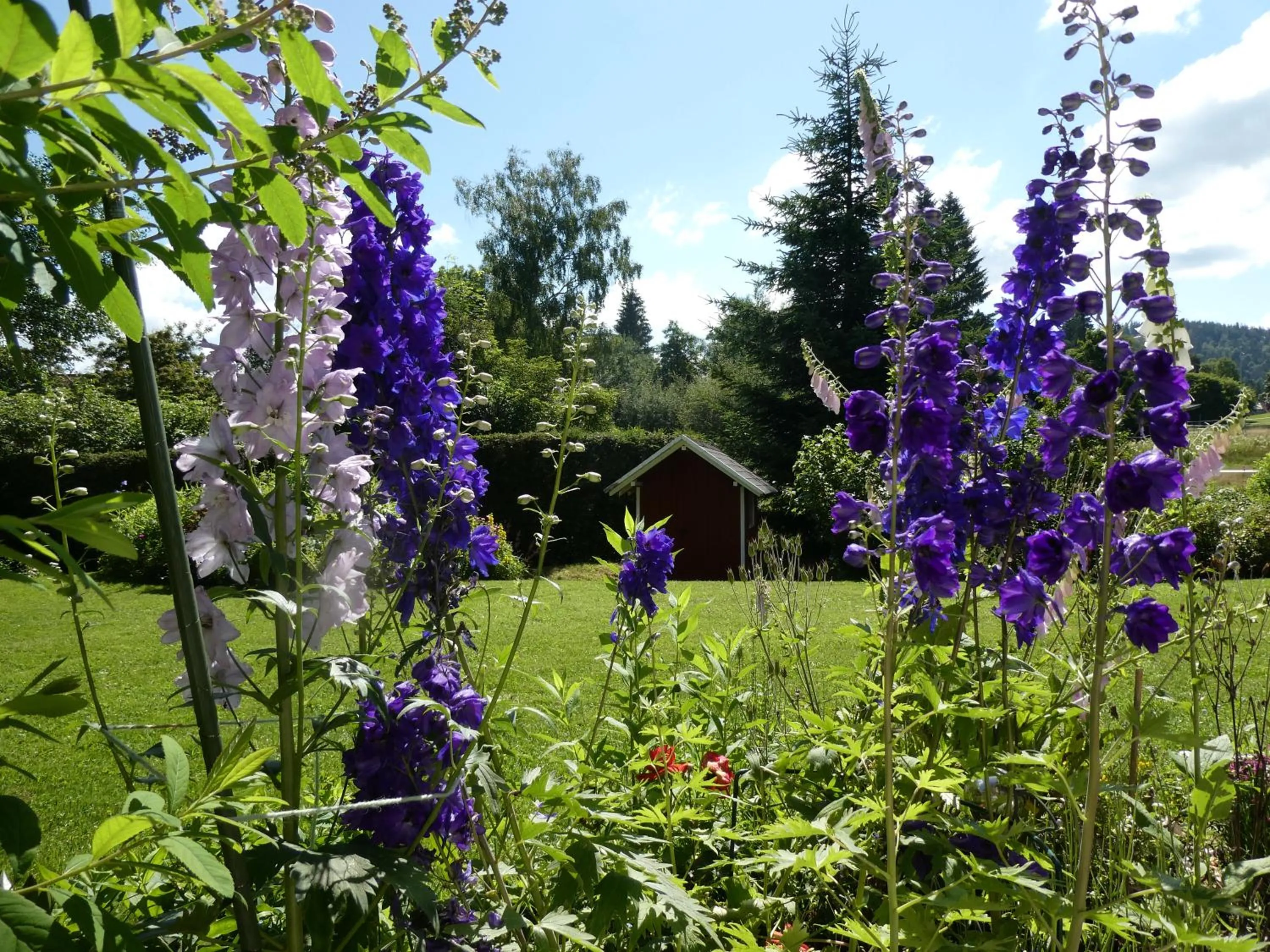 Garden in Ferienwohnung Mattenweg 1a
