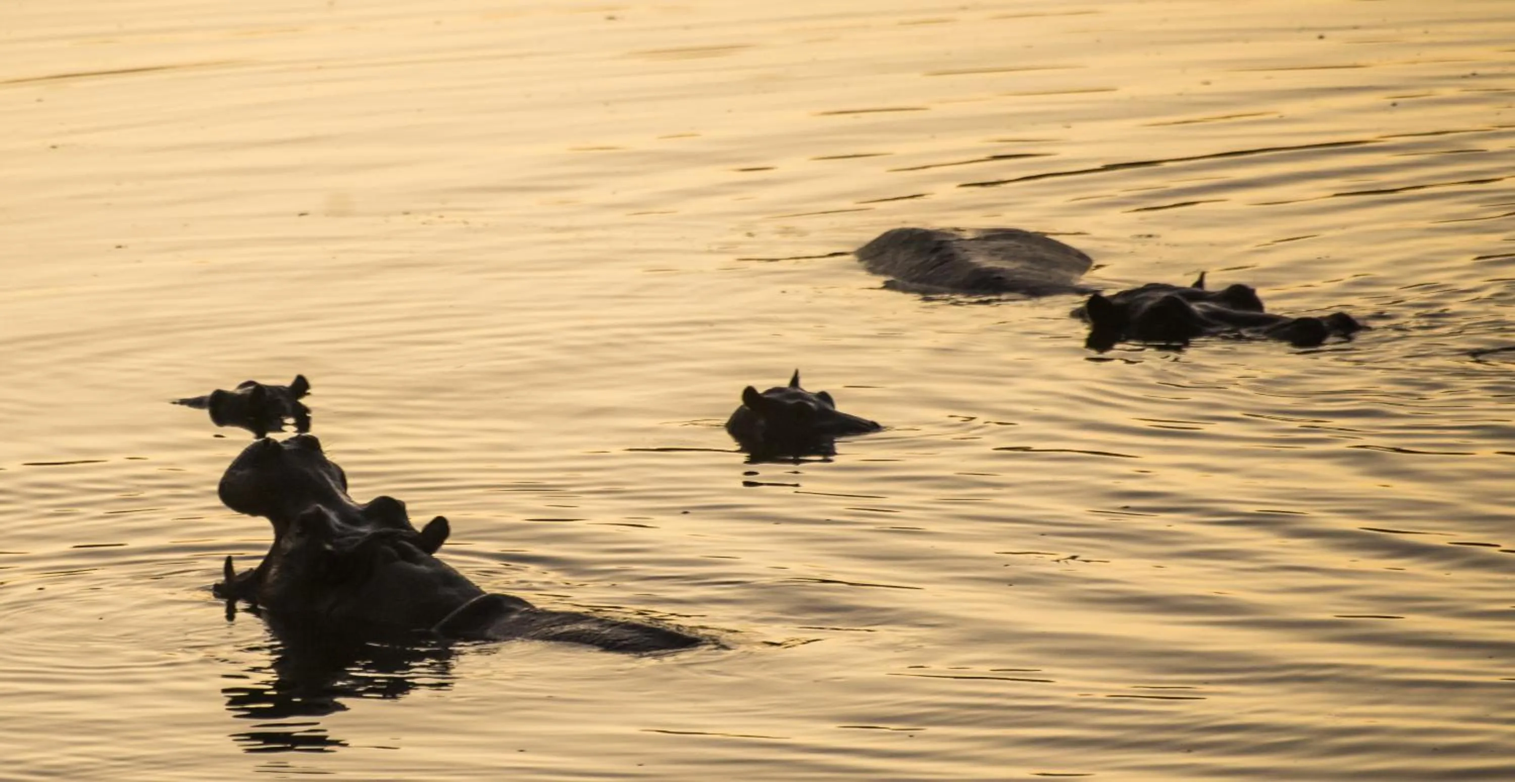 Animals in Maramba River Lodge
