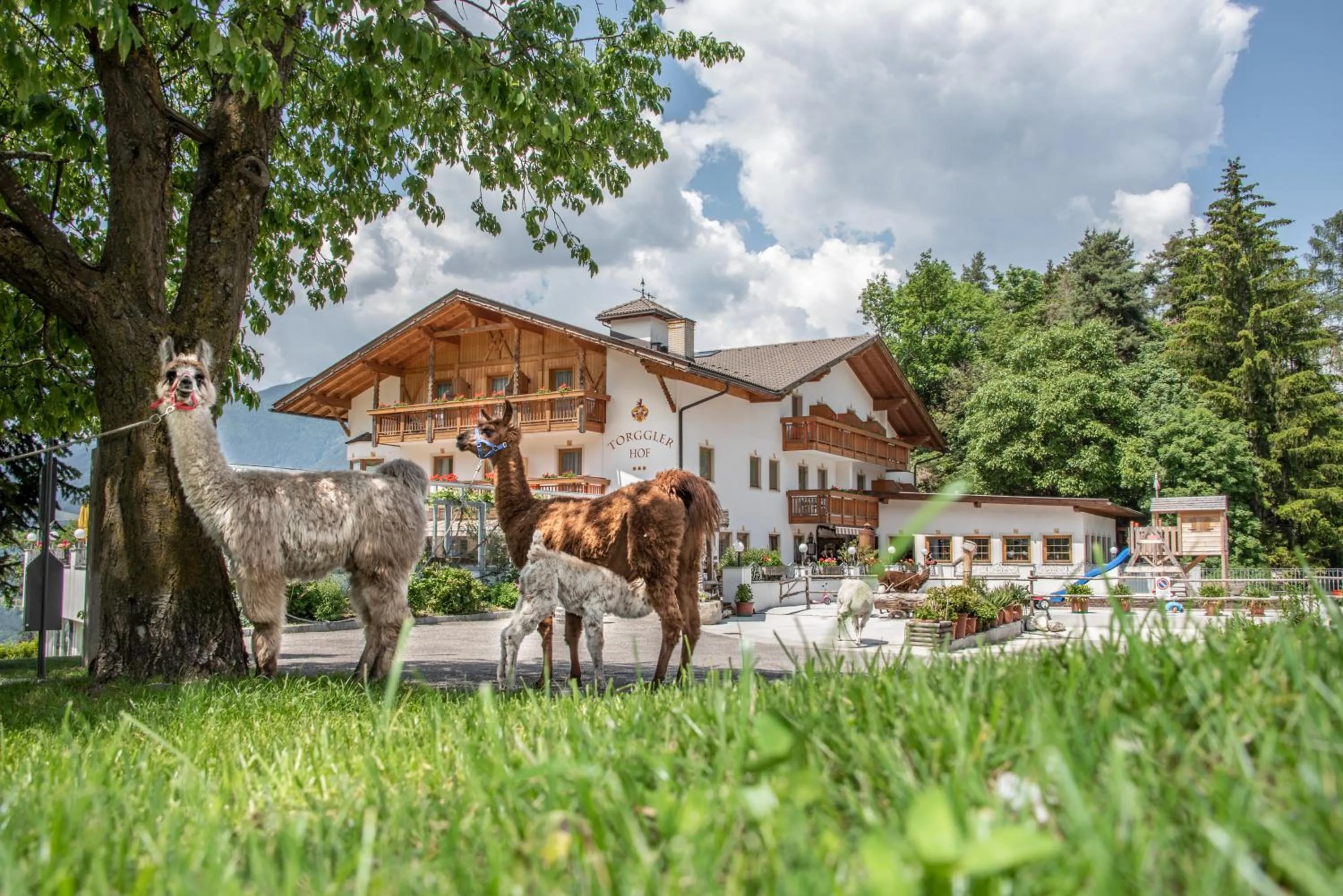 Property building in Hotel Torgglerhof