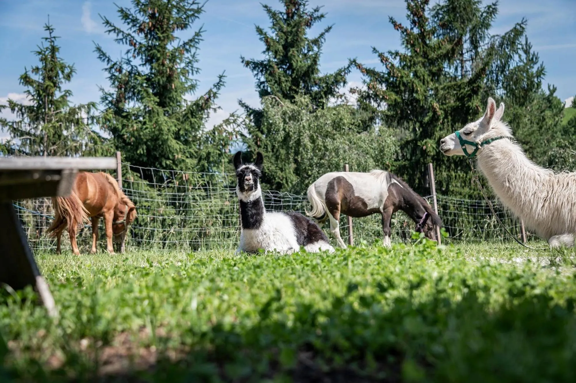 Animals in Hotel Torgglerhof