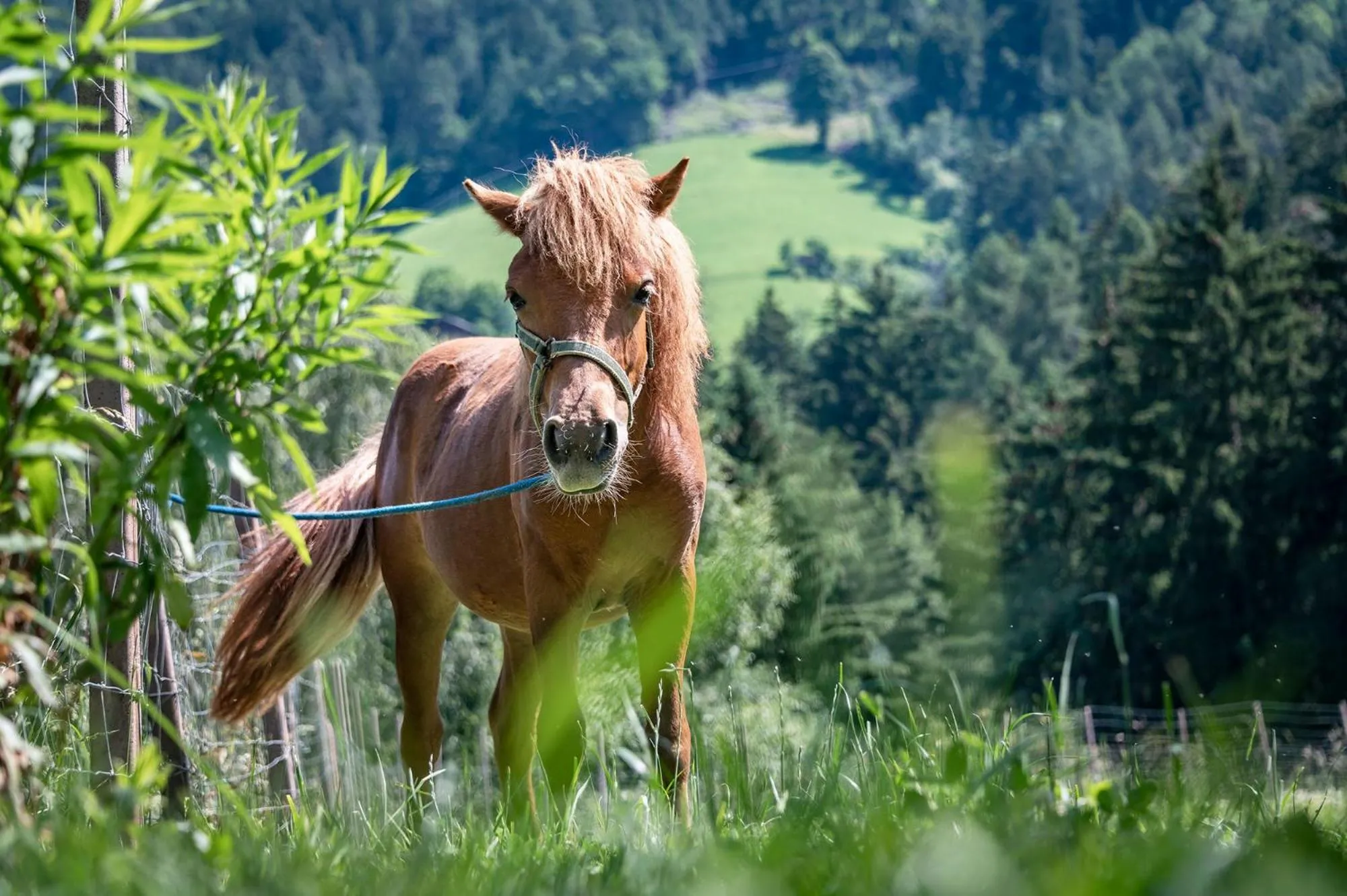 Animals in Hotel Torgglerhof