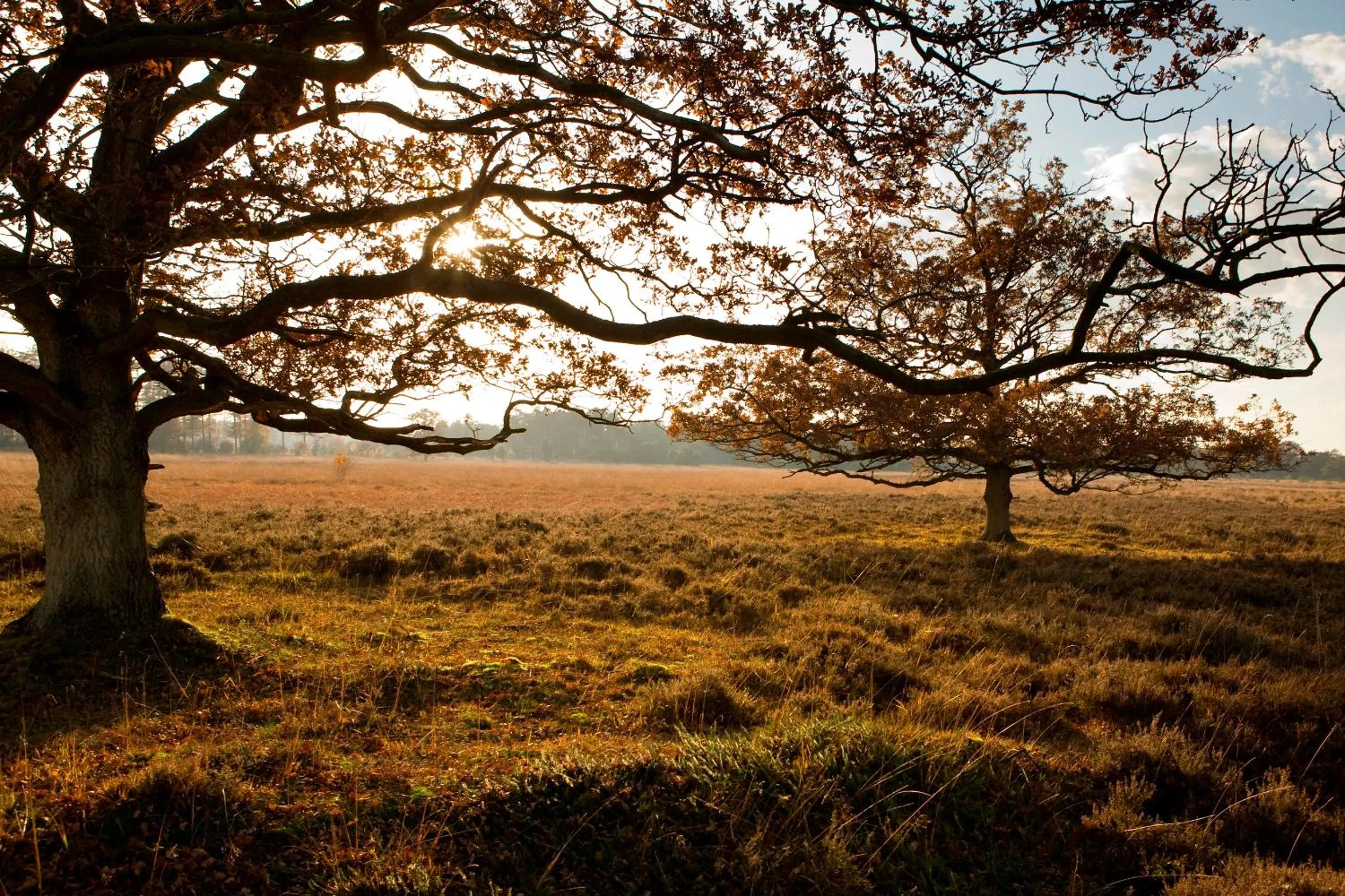 Natural landscape in Brinkhotel