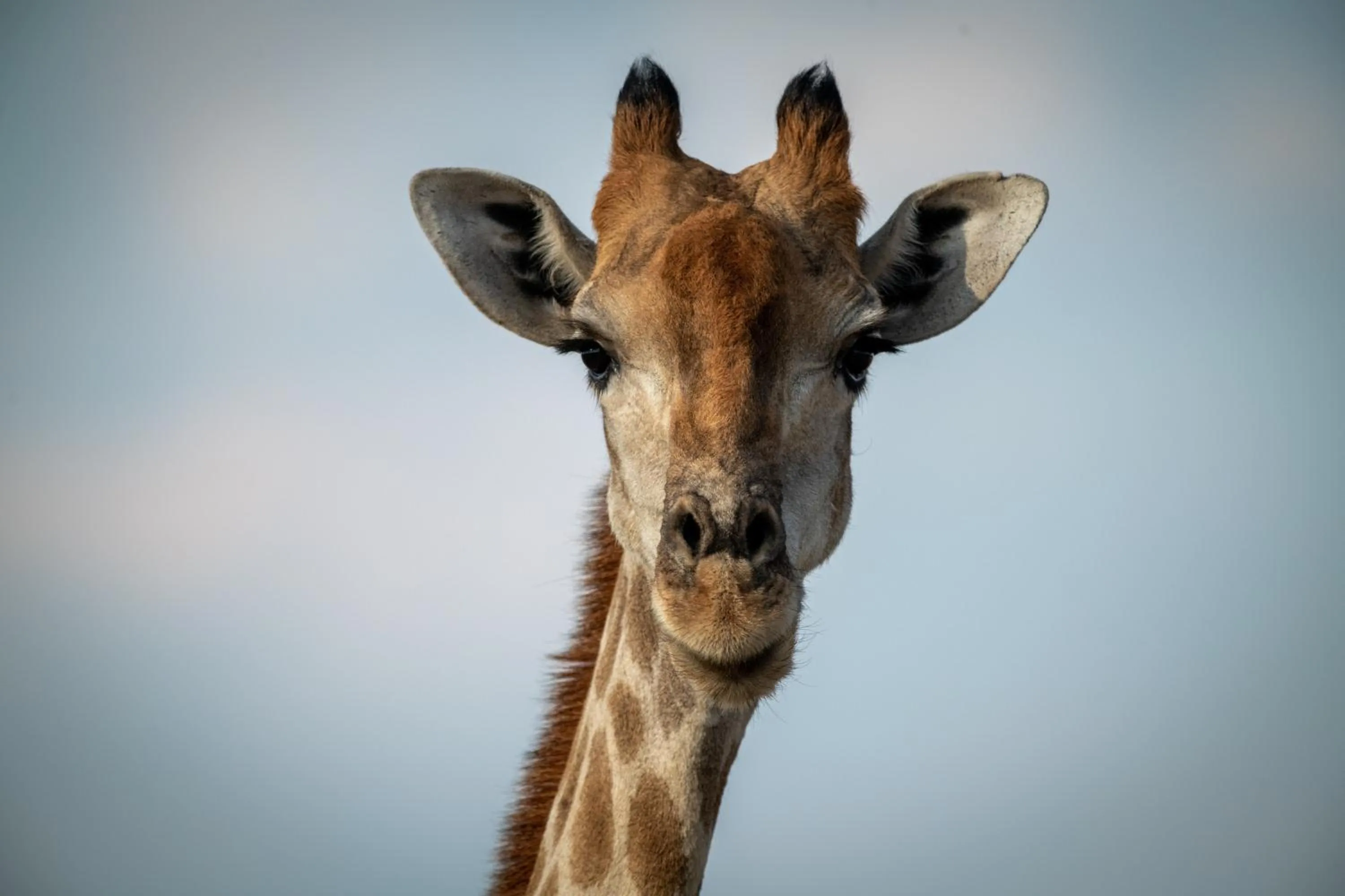 Animals in Gabus Safari Lodge