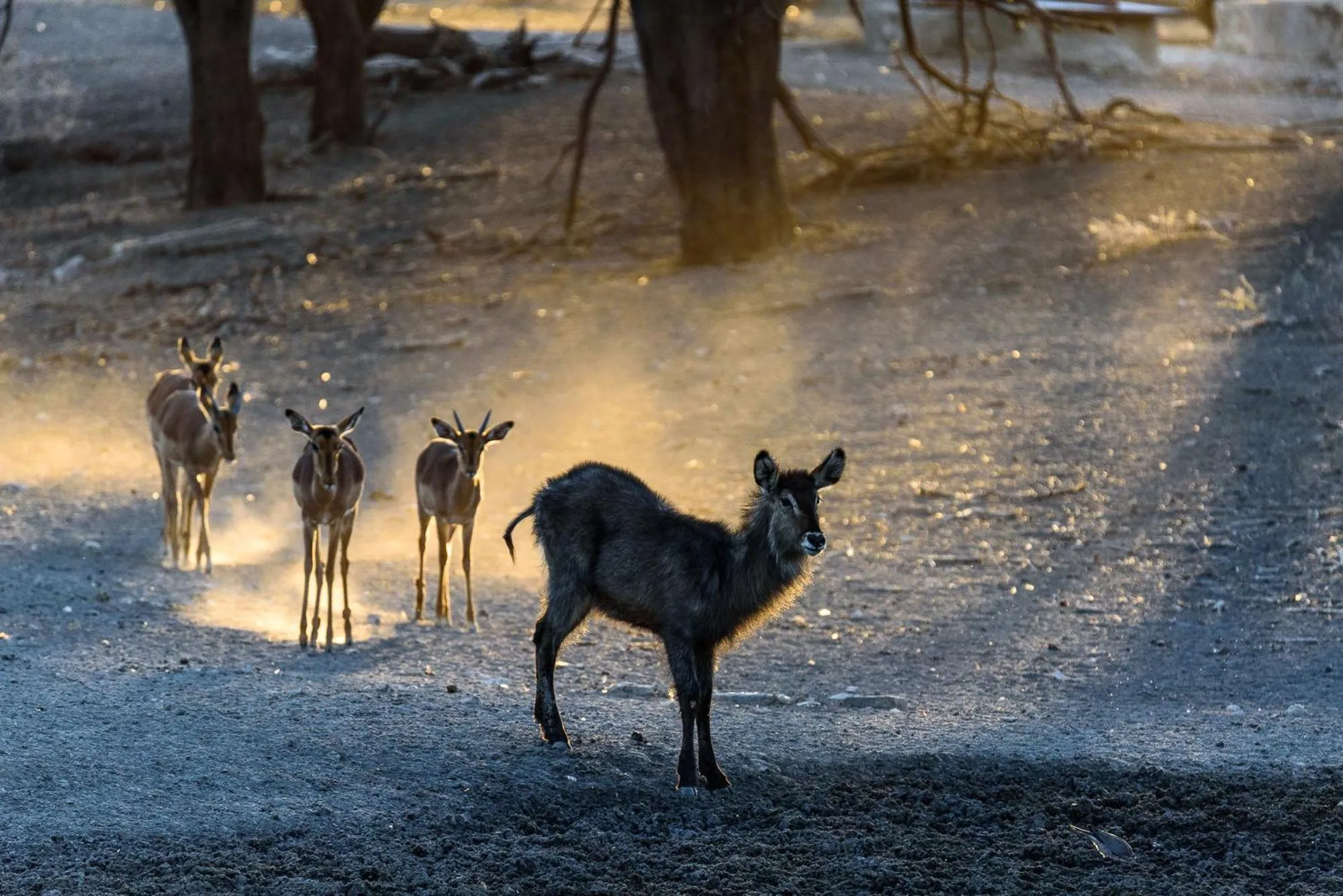 Animals in Gabus Safari Lodge