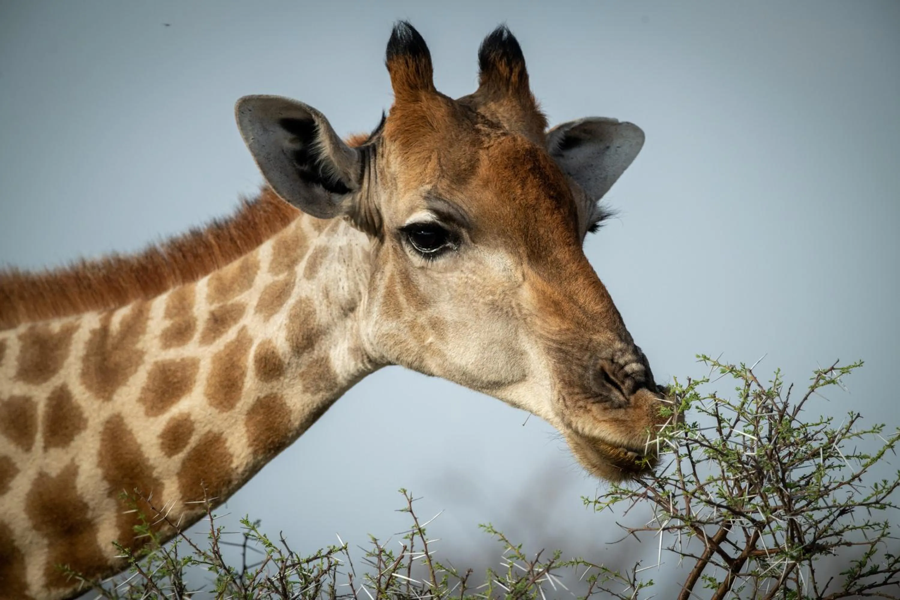 Animals in Gabus Safari Lodge