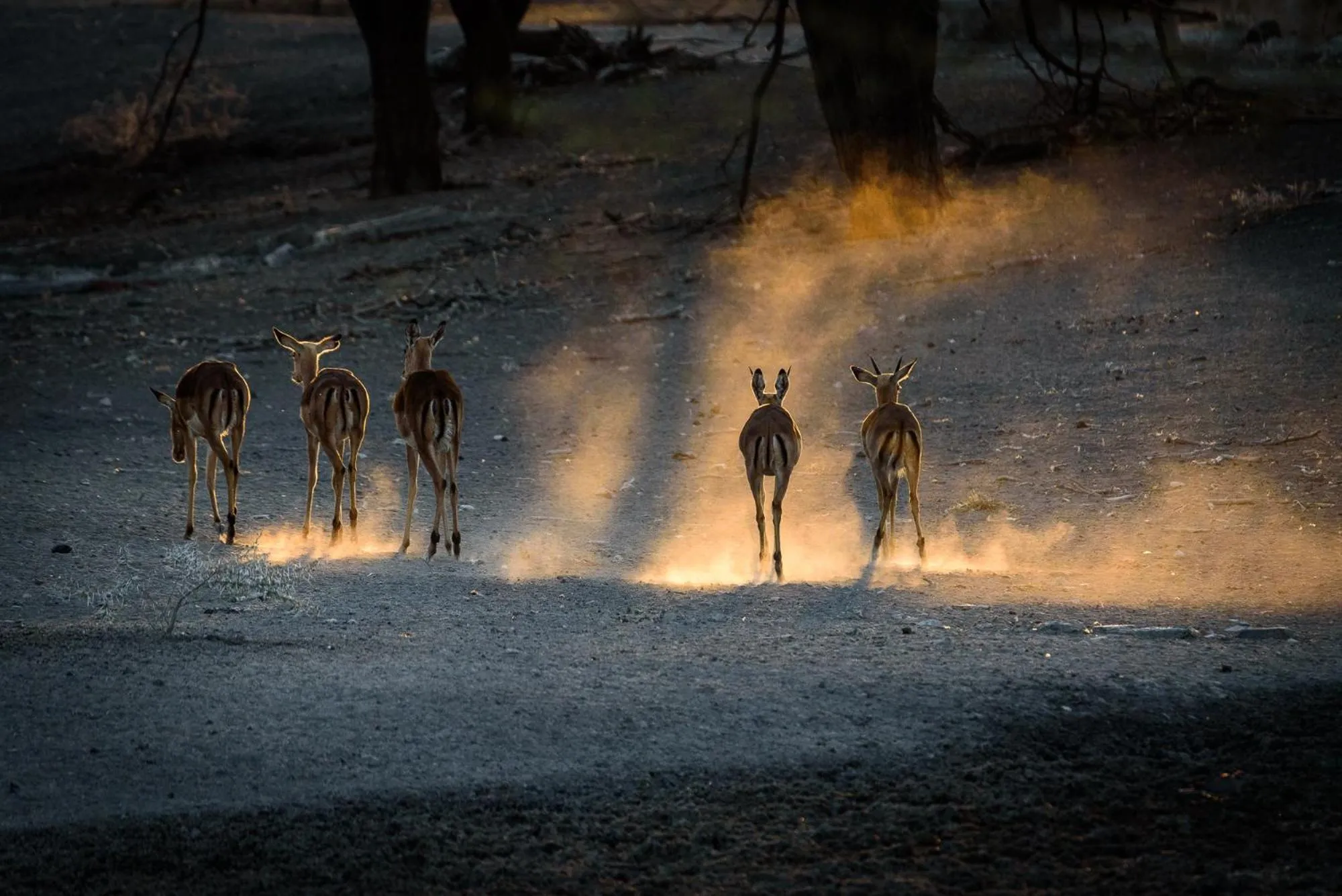 Animals in Gabus Safari Lodge