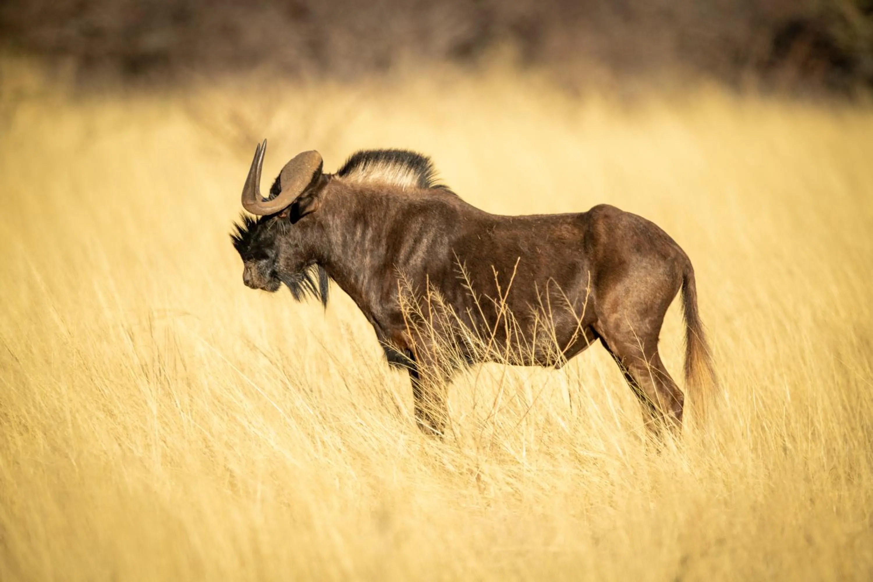 Animals in Gabus Safari Lodge