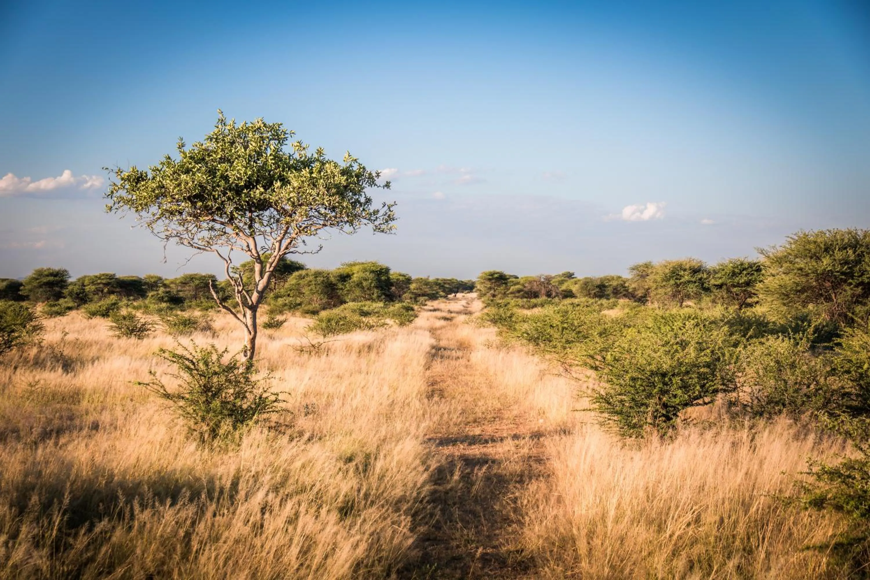 Natural landscape in Gabus Safari Lodge