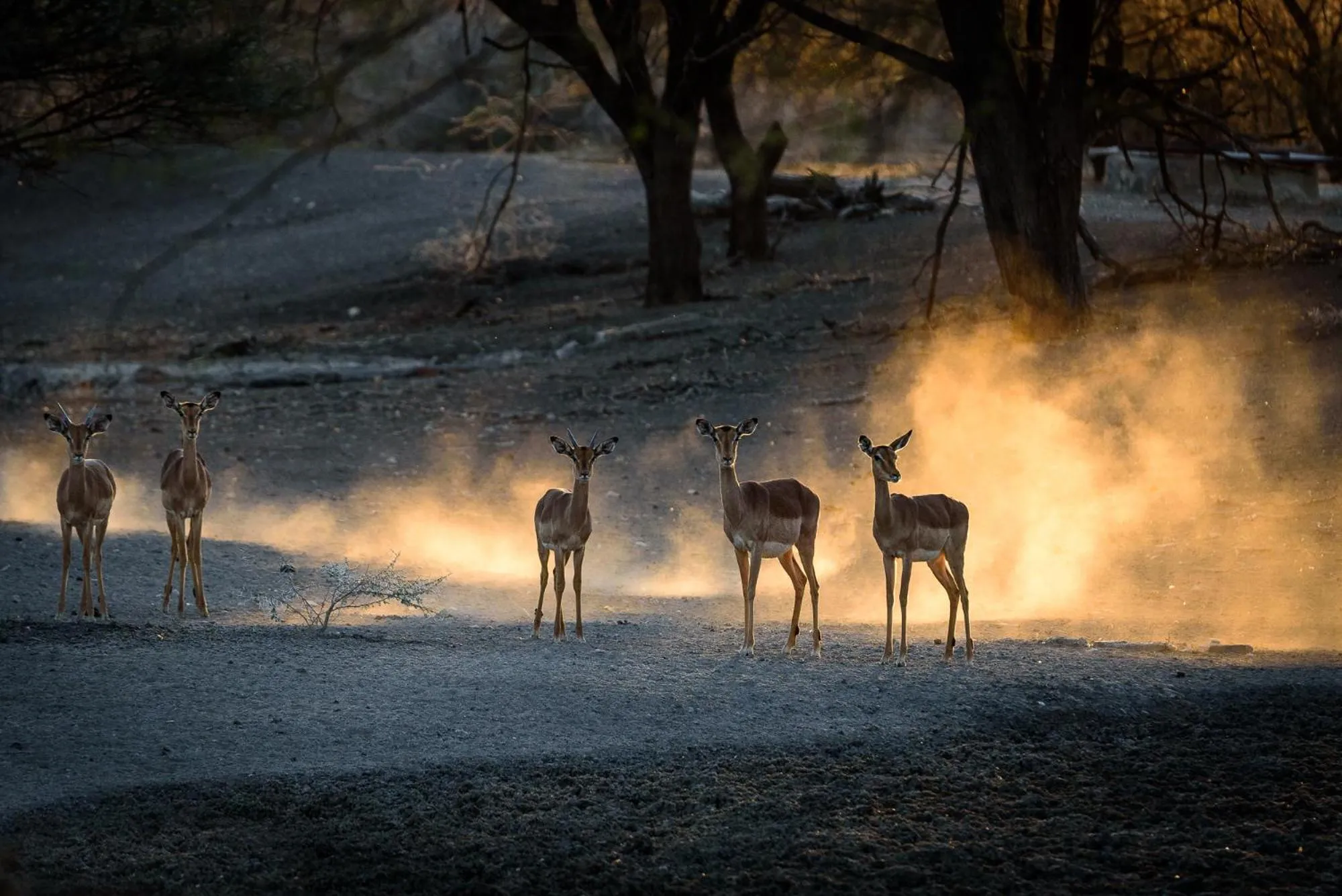 Animals in Gabus Safari Lodge