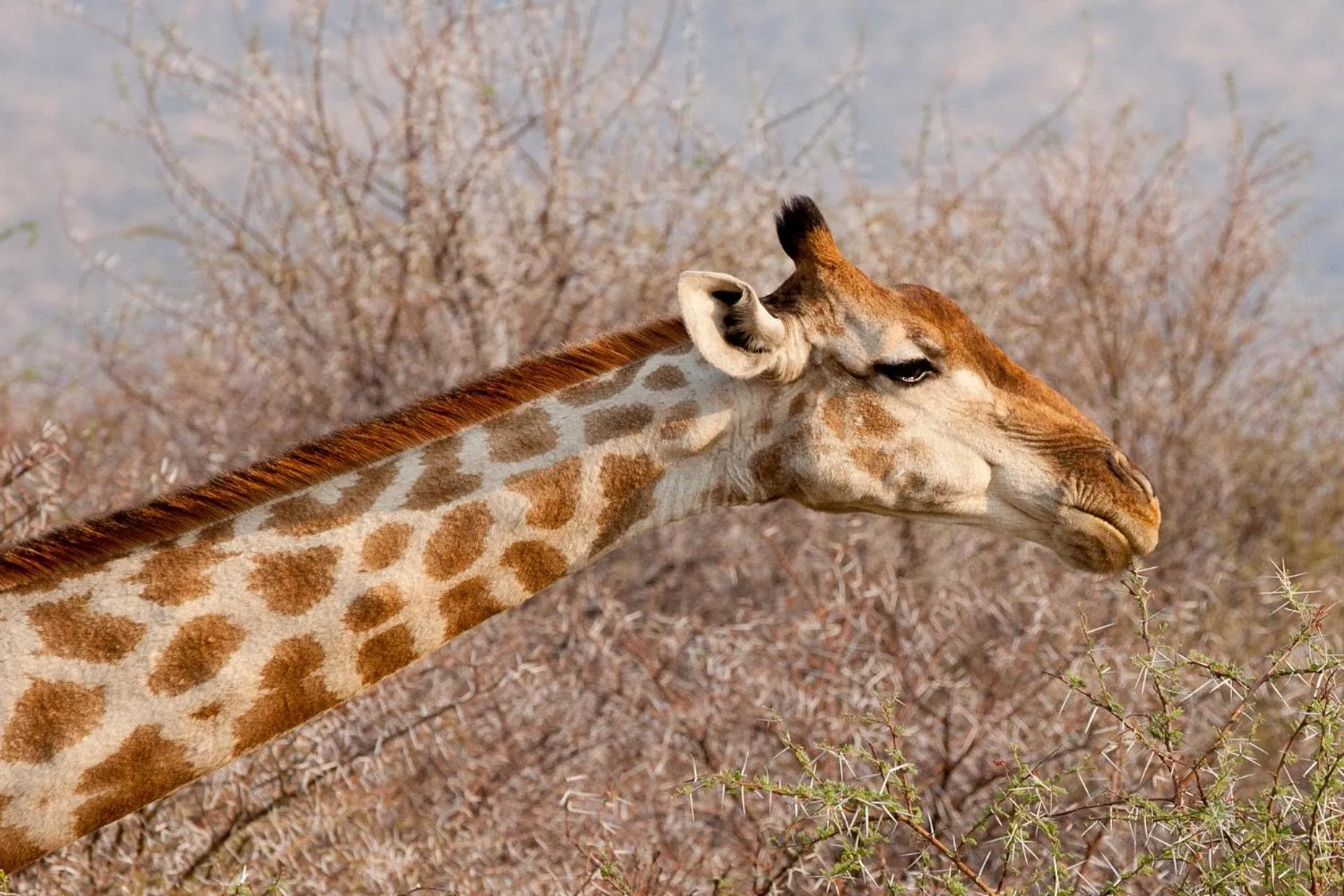 Animals in Gabus Safari Lodge