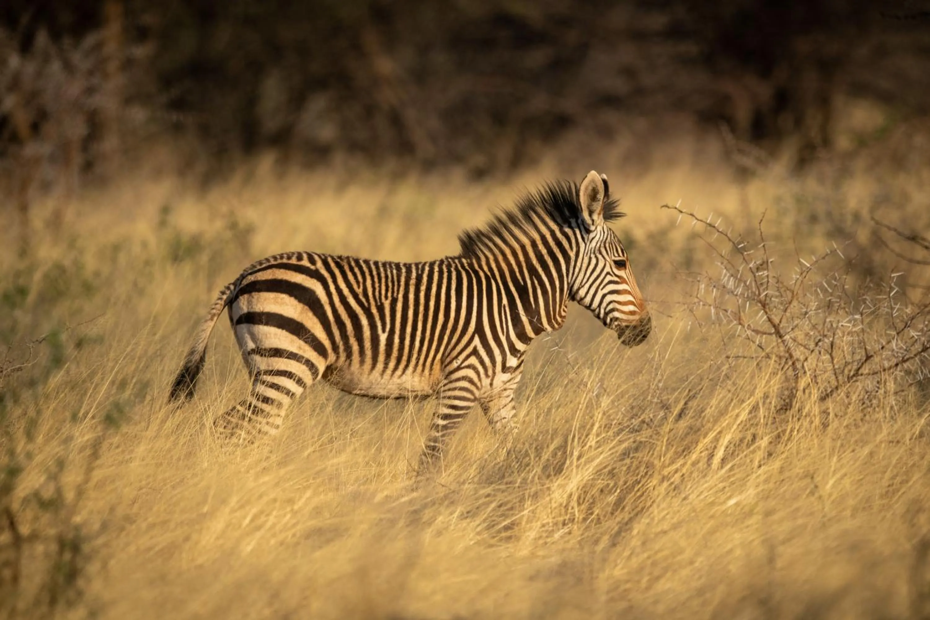 Animals in Gabus Safari Lodge