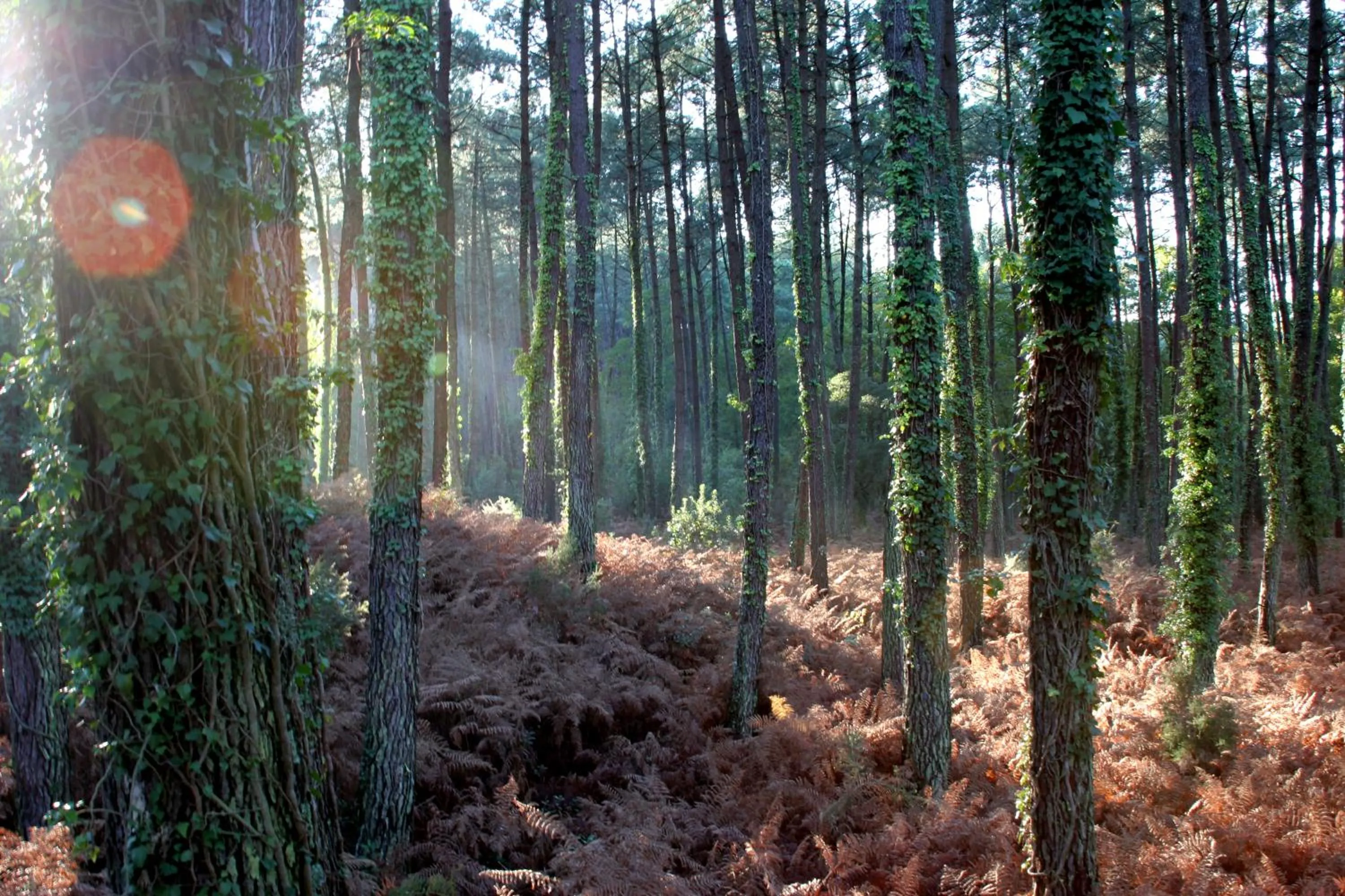 Natural landscape in Villa de l'Etang Blanc