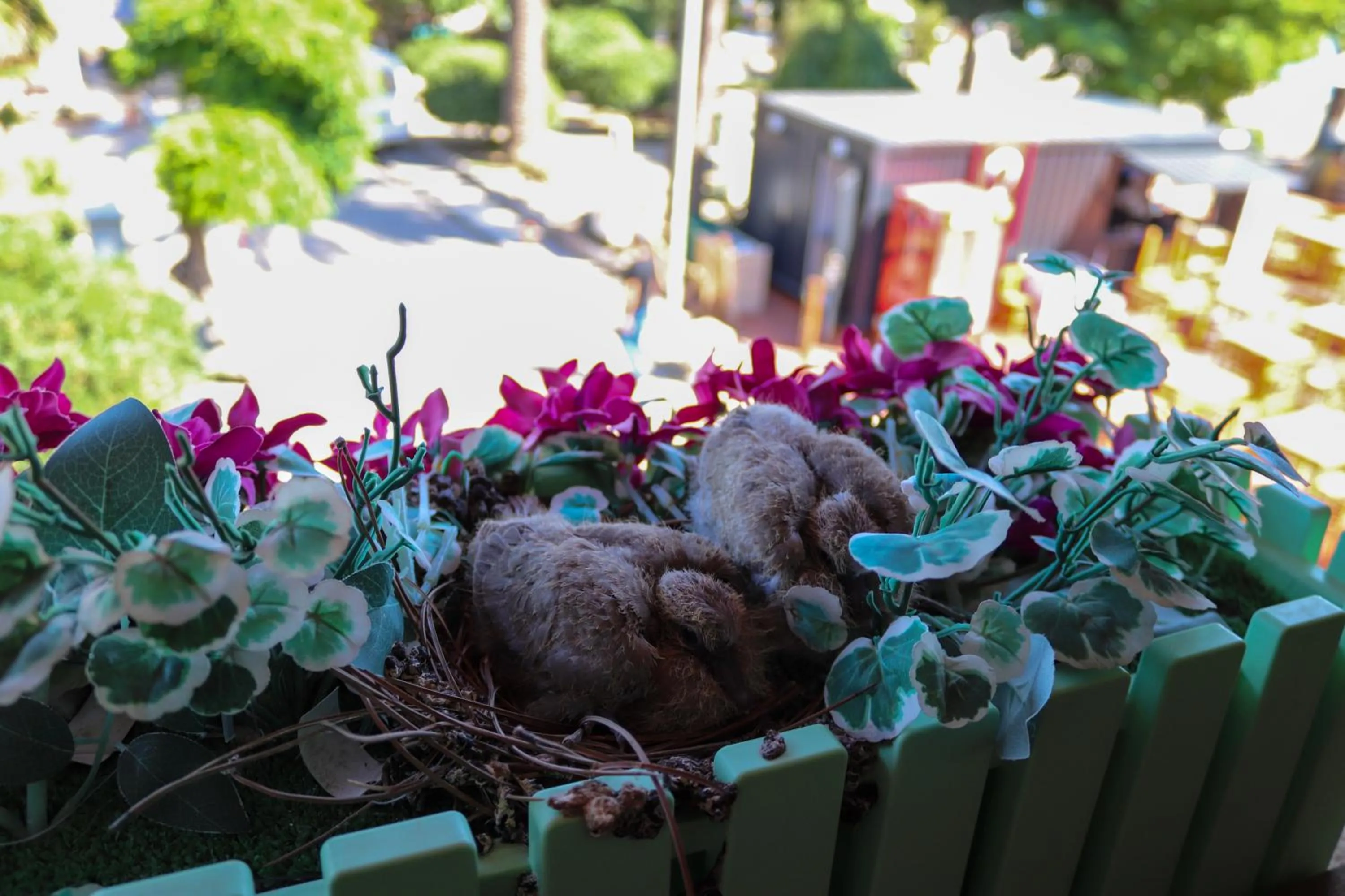 Animals in Doruk Hotel