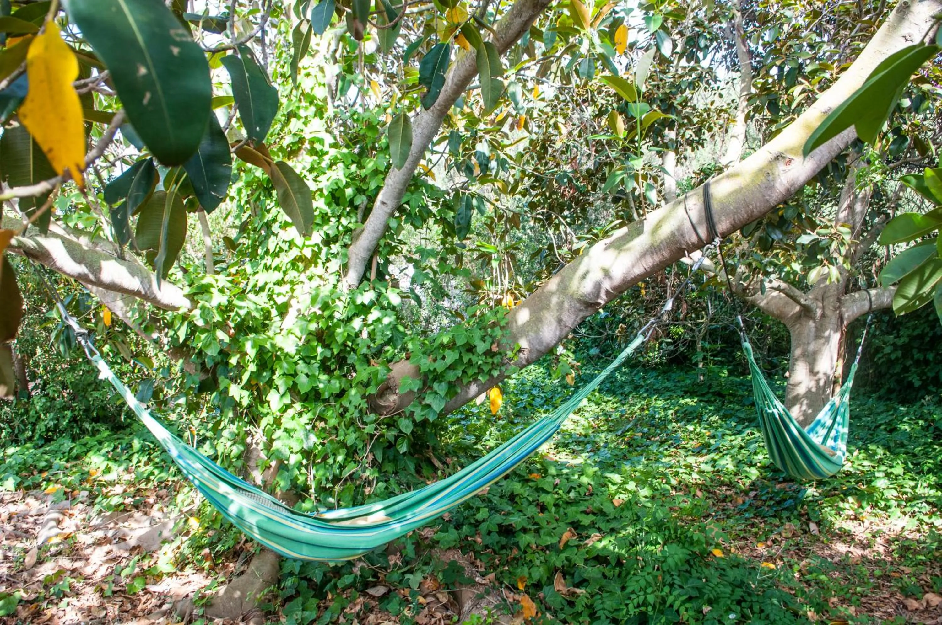 Garden in Hotel Rural Biniarroca - Adults Only