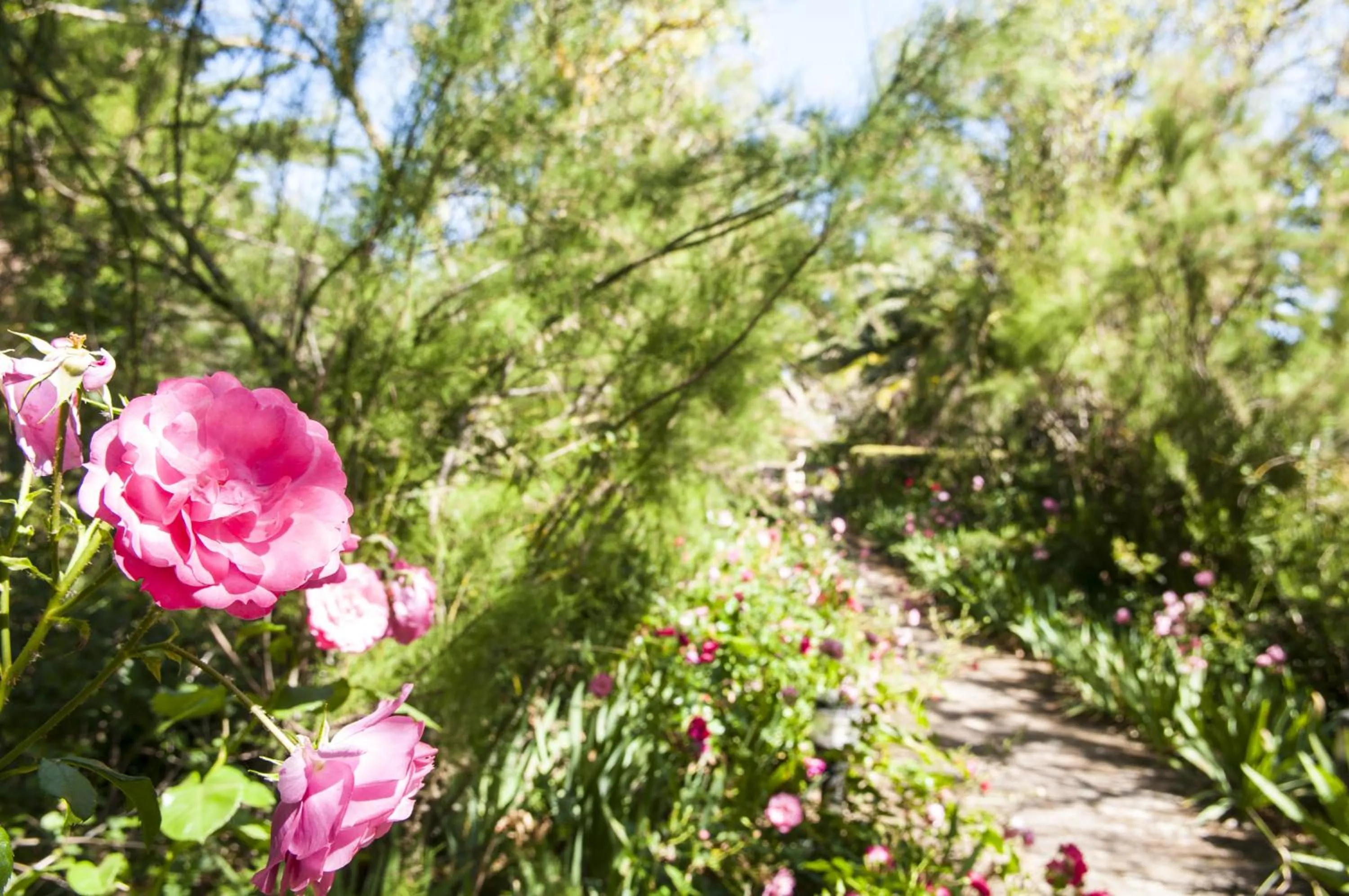 Garden in Hotel Rural Biniarroca - Adults Only