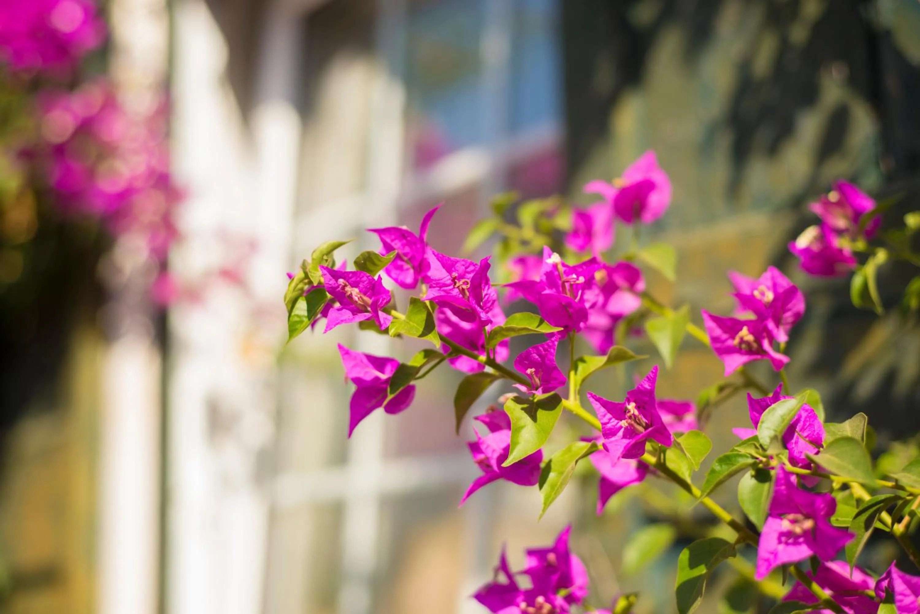 Decorative detail in Hotel Rural Biniarroca - Adults Only