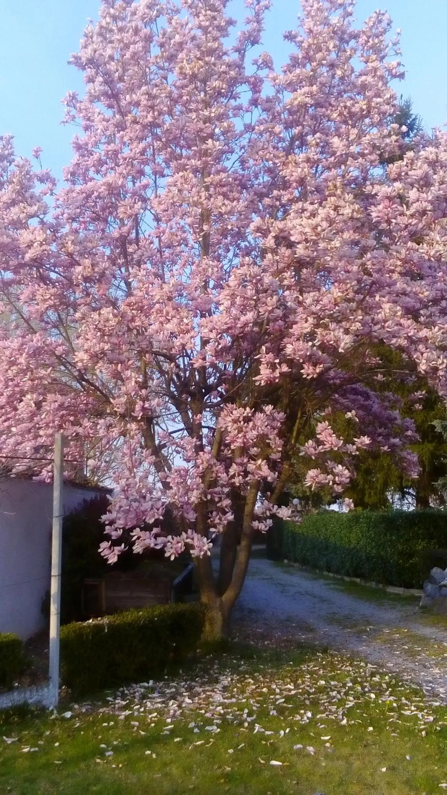 Garden in B&B Villa Cardellini