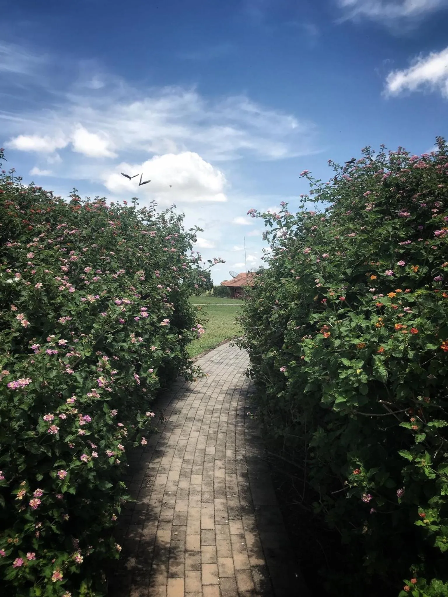 Garden in Tenondé Park Hotel