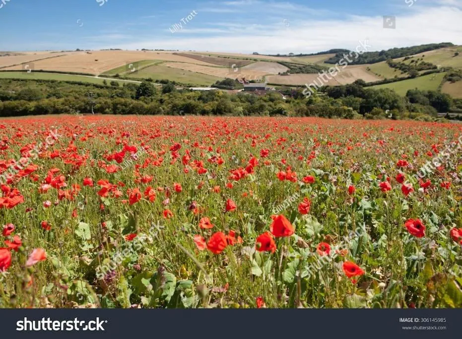 Natural landscape in Cute Studio with kitchen, patio and free parking