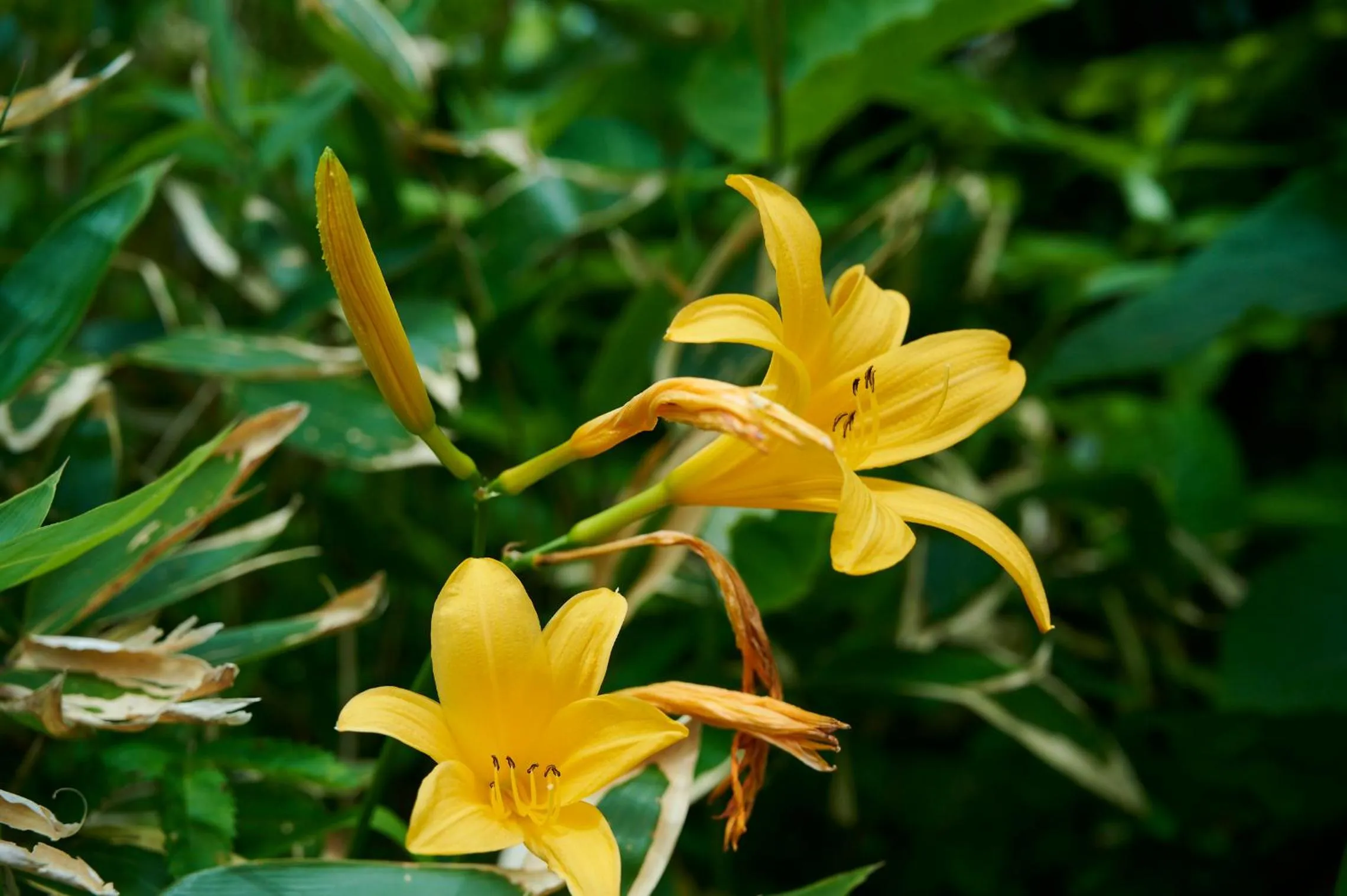 Natural landscape in Midagahara Hotel