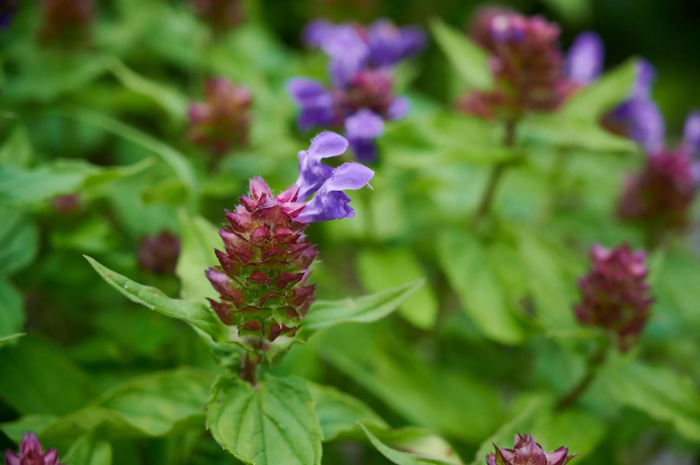 Natural landscape in Midagahara Hotel