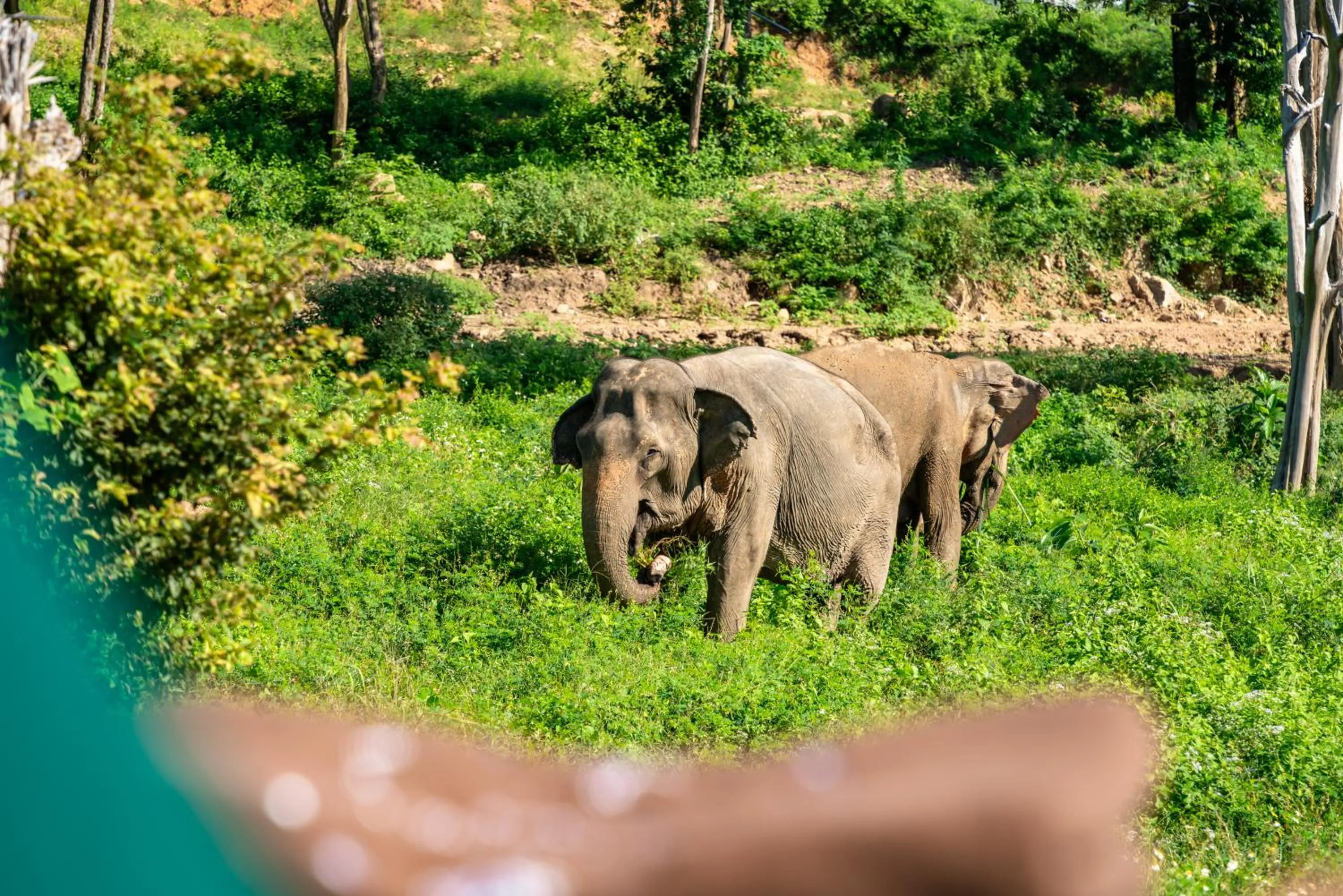 Wild Cottages Elephant Sanctuary Resort