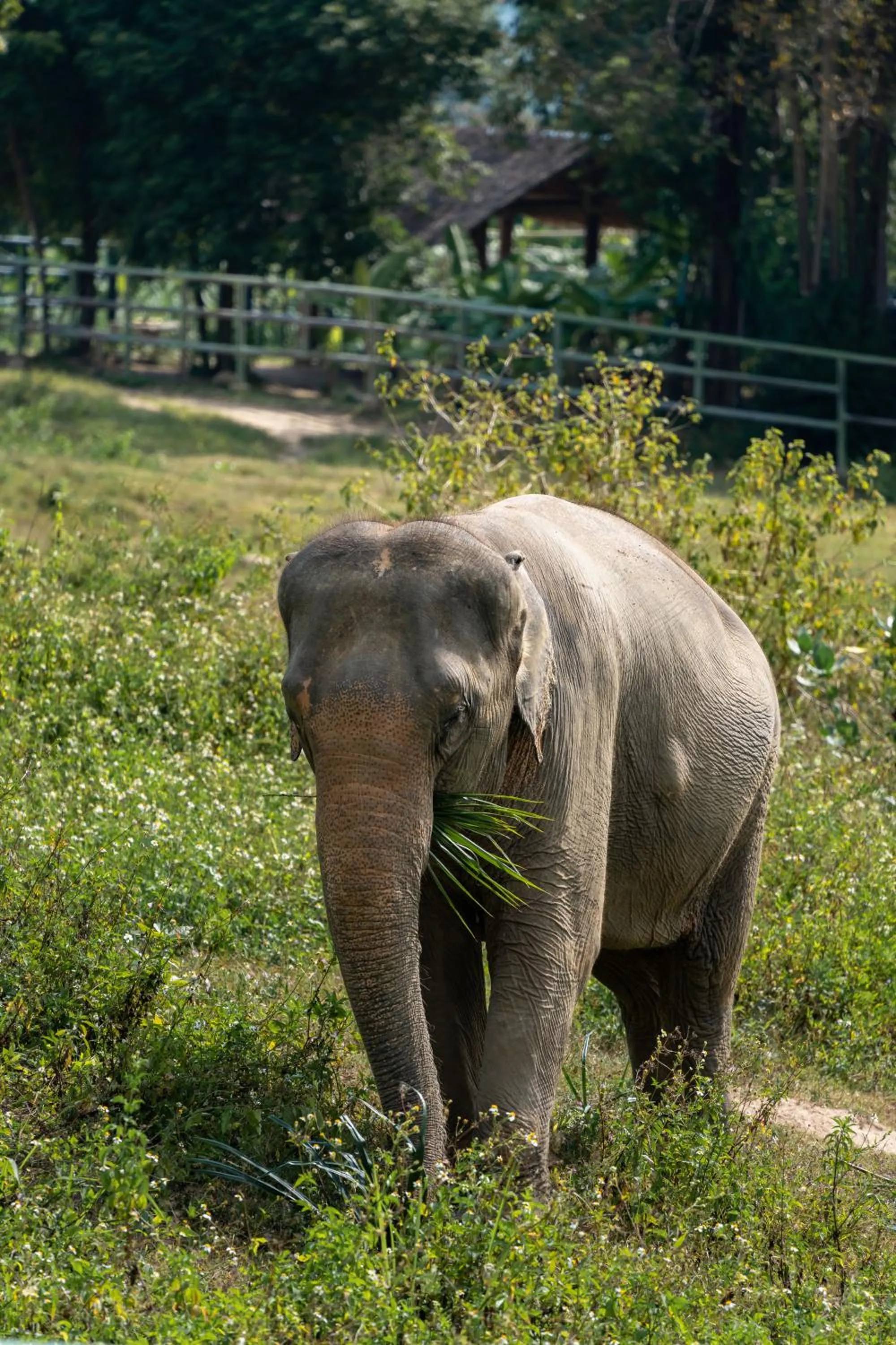 Wild Cottages Elephant Sanctuary Resort