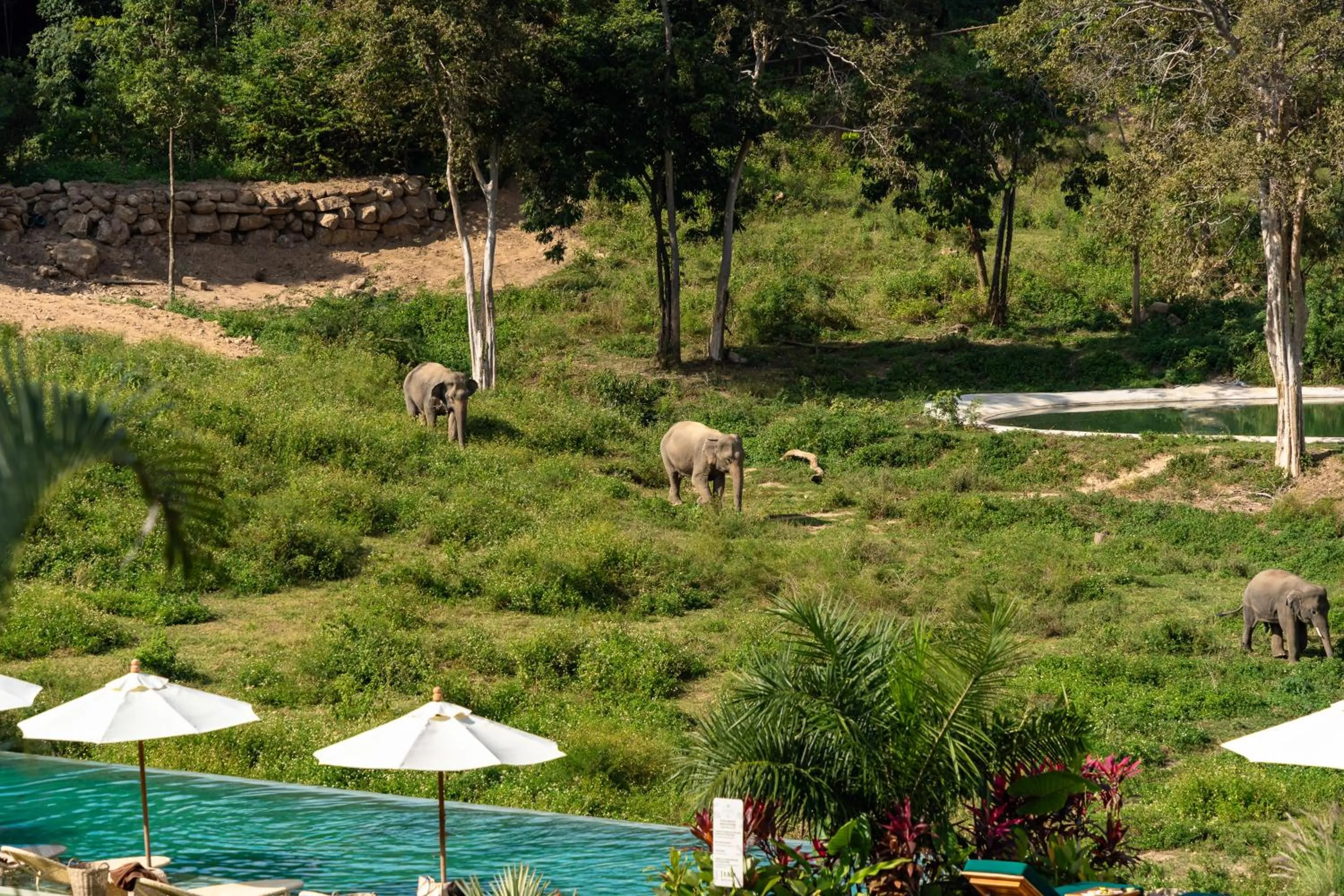 Wild Cottages Elephant Sanctuary Resort