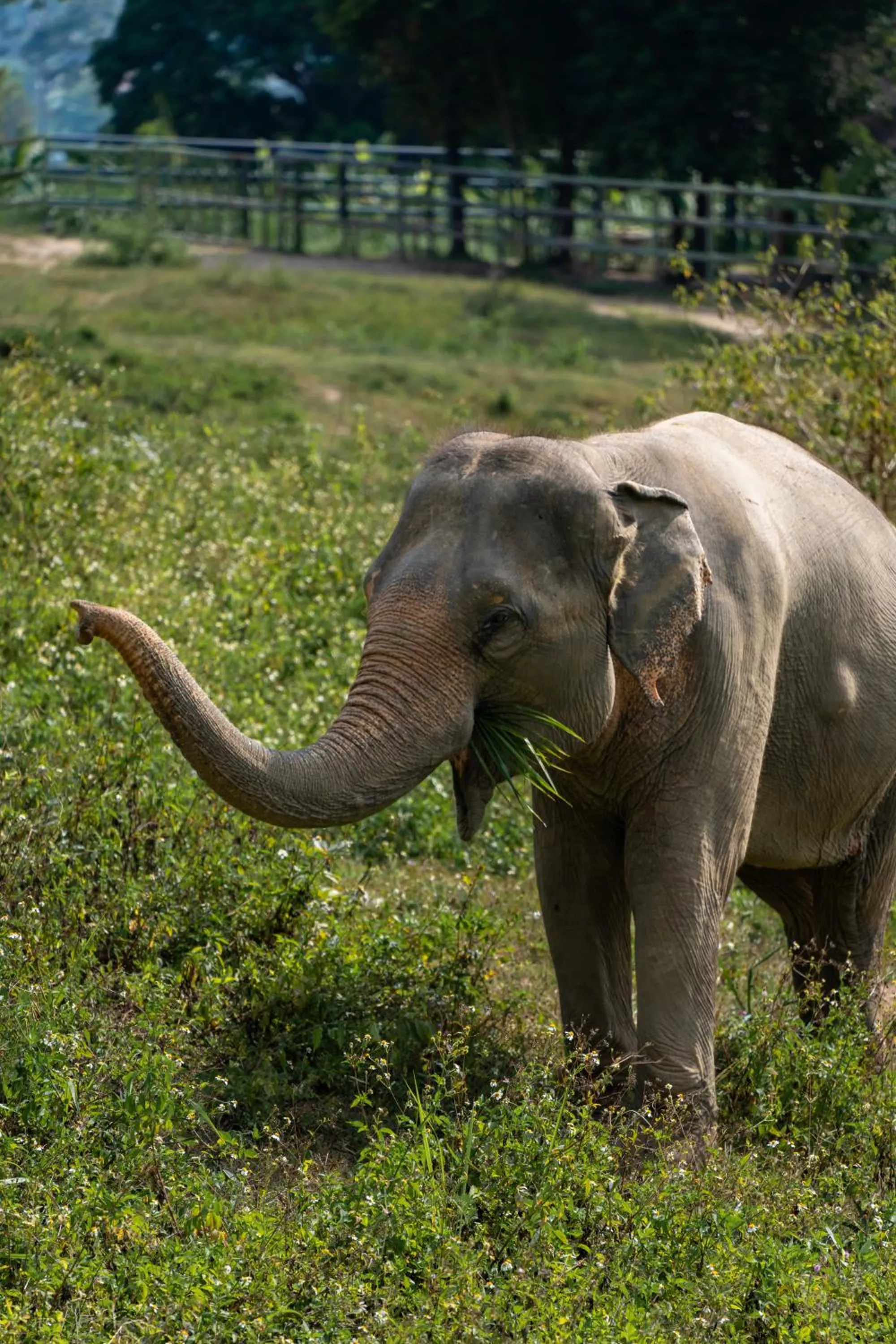 Wild Cottages Elephant Sanctuary Resort