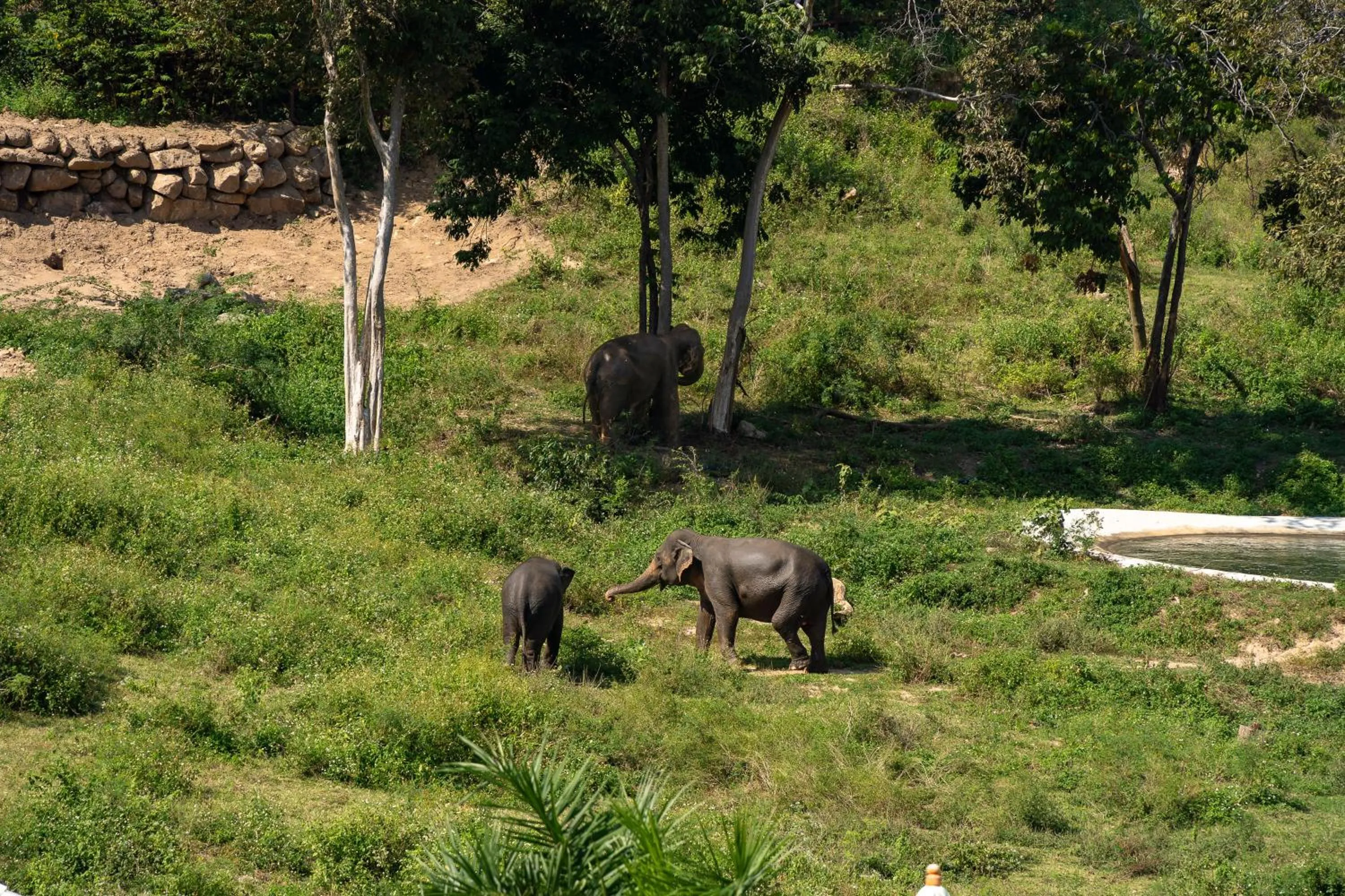 Wild Cottages Elephant Sanctuary Resort