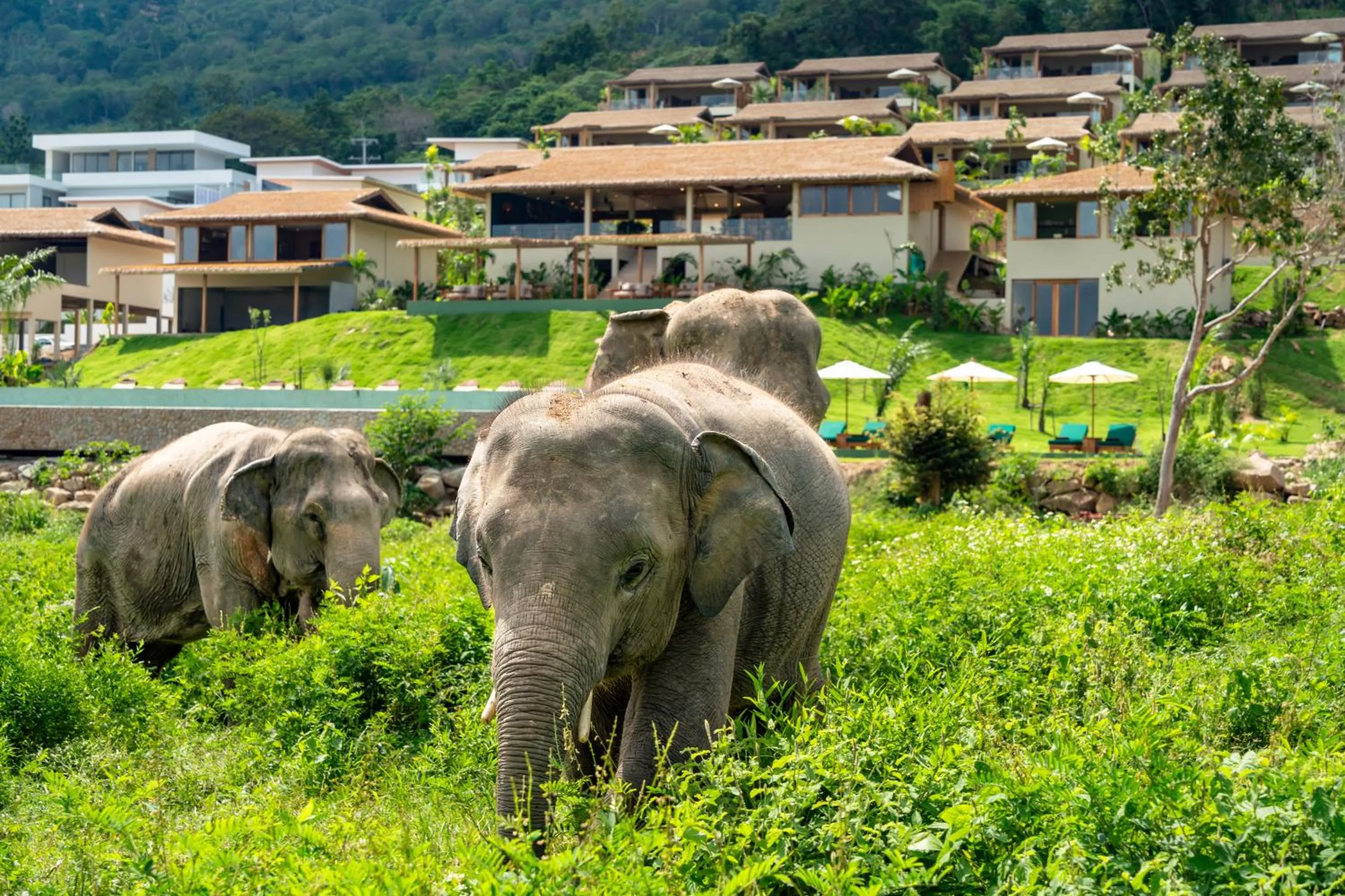 Wild Cottages Elephant Sanctuary Resort