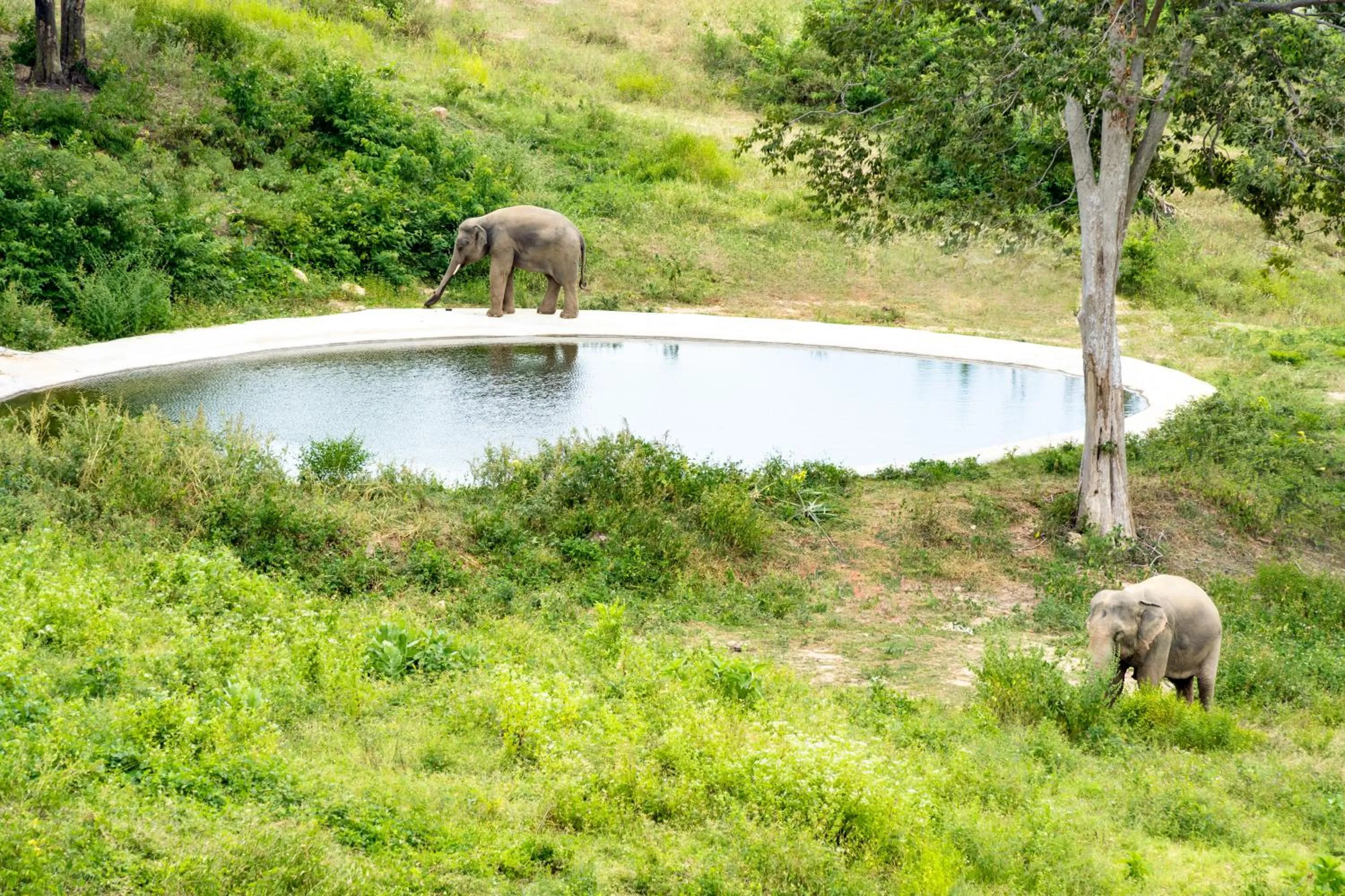 Wild Cottages Elephant Sanctuary Resort
