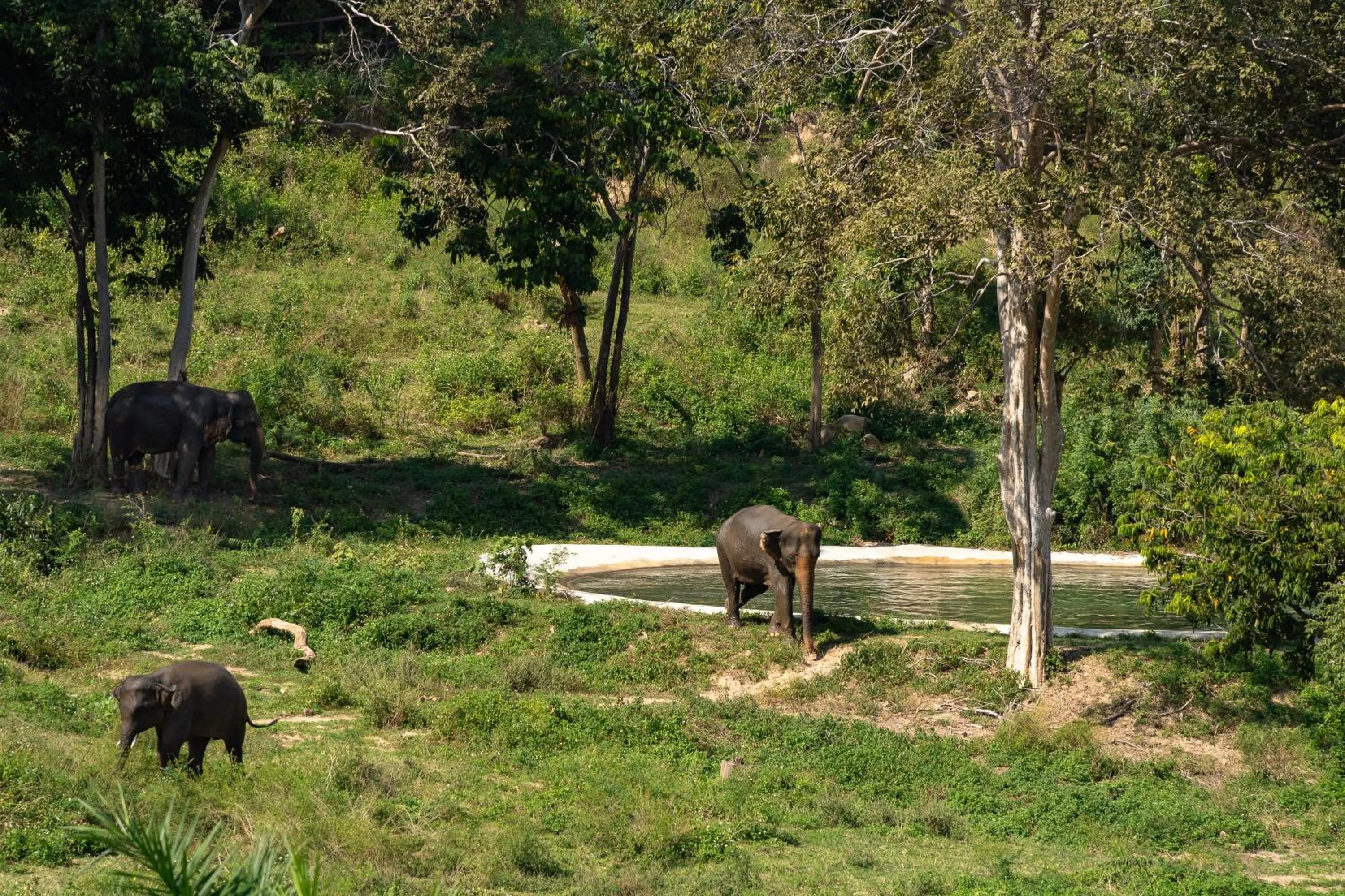 Wild Cottages Elephant Sanctuary Resort