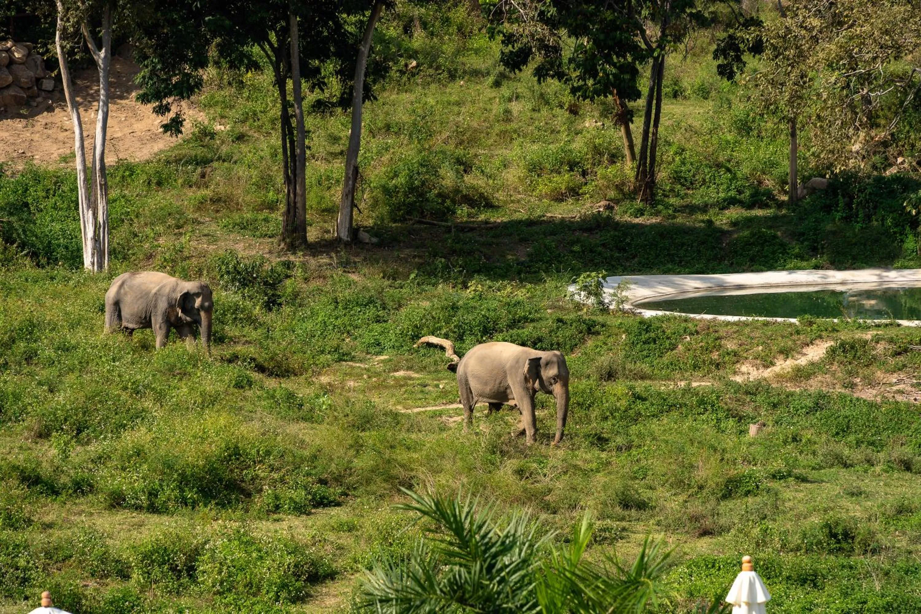 Wild Cottages Elephant Sanctuary Resort